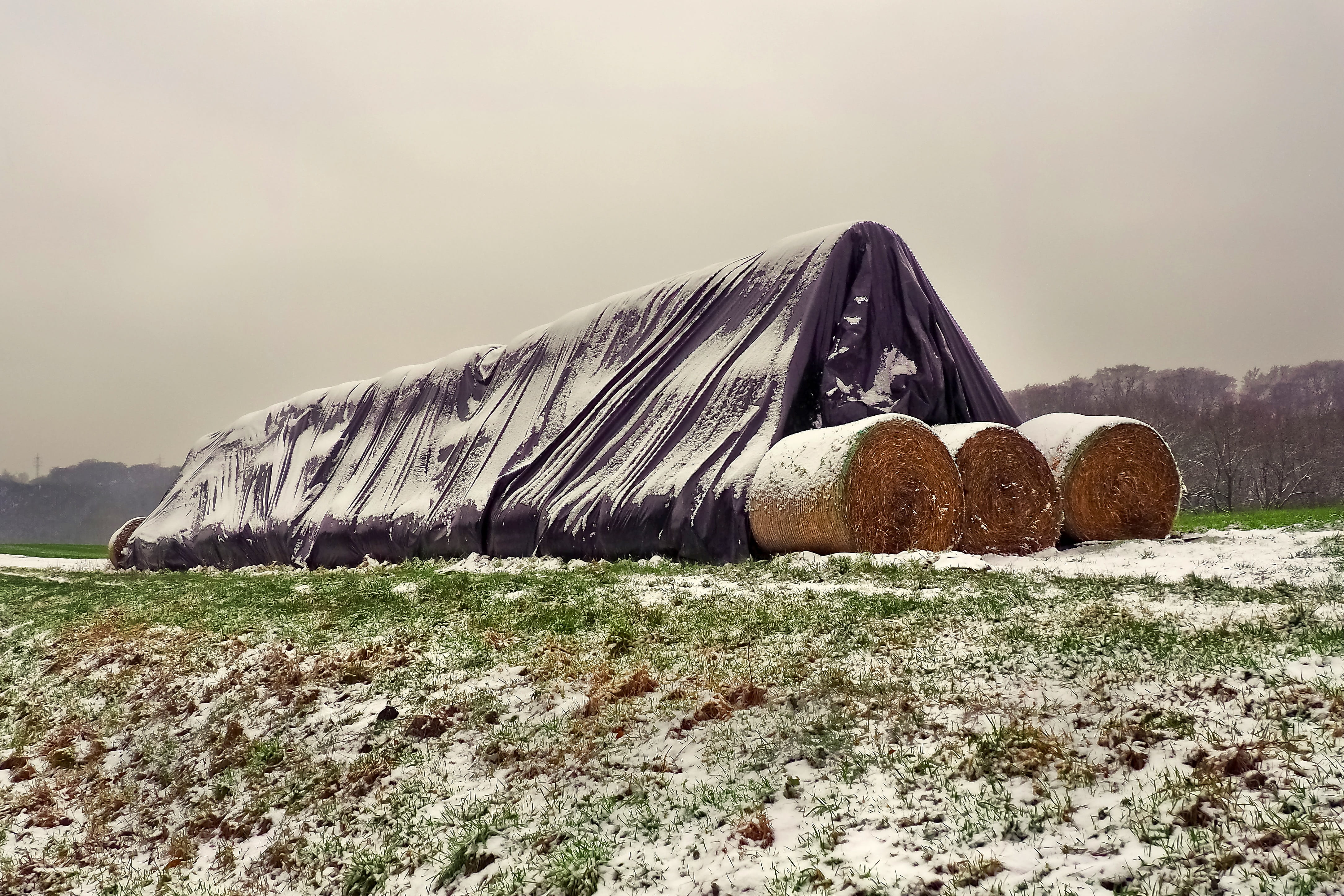 winter, field, straw bales, grass, environment, round bales, rural, farm, sky, plane, ice, scenics - nature, tranquil scene, plant, nature, straw, cover, HD Wallpaper