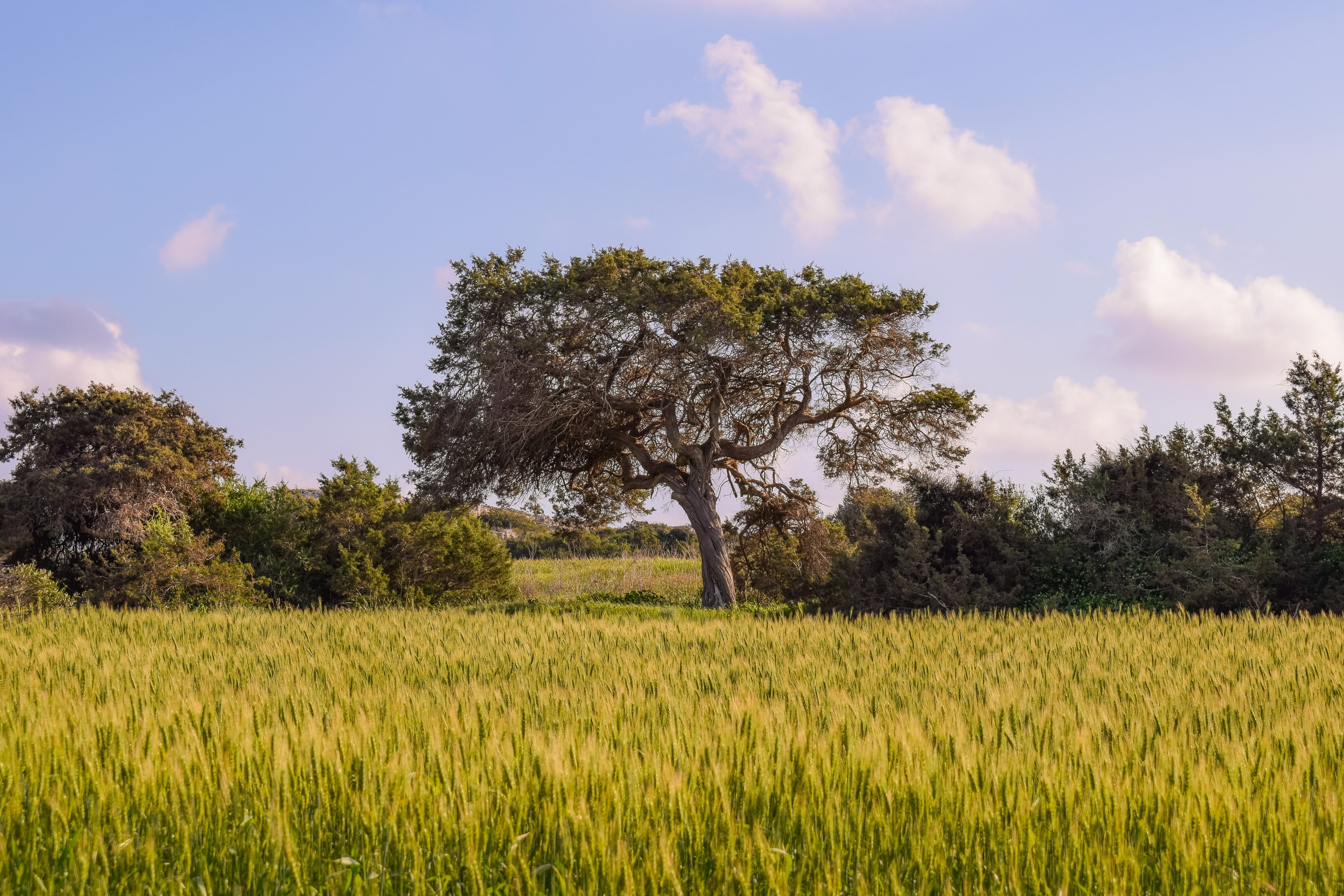 environment, non-urban scene, cyprus, field, growth, no people, land, cavo greko, rural scene, sky, horizontal plane, tree, plant, tranquility, scenics - nature, HD Wallpaper