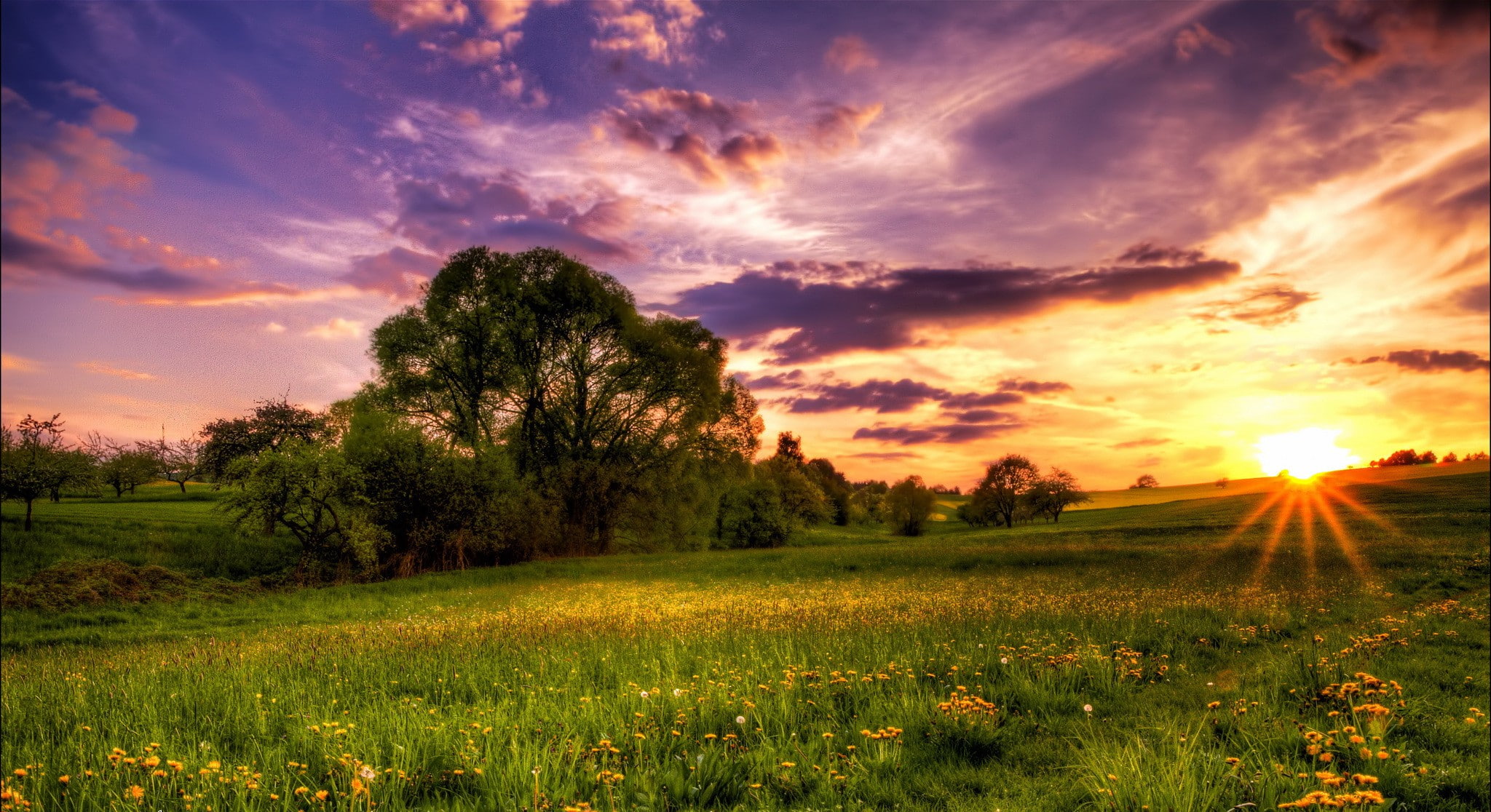 meadow, 1080P, Sunset, yellow, dandelions, trees, evening, grass, field, green, sun, HD Wallpaper