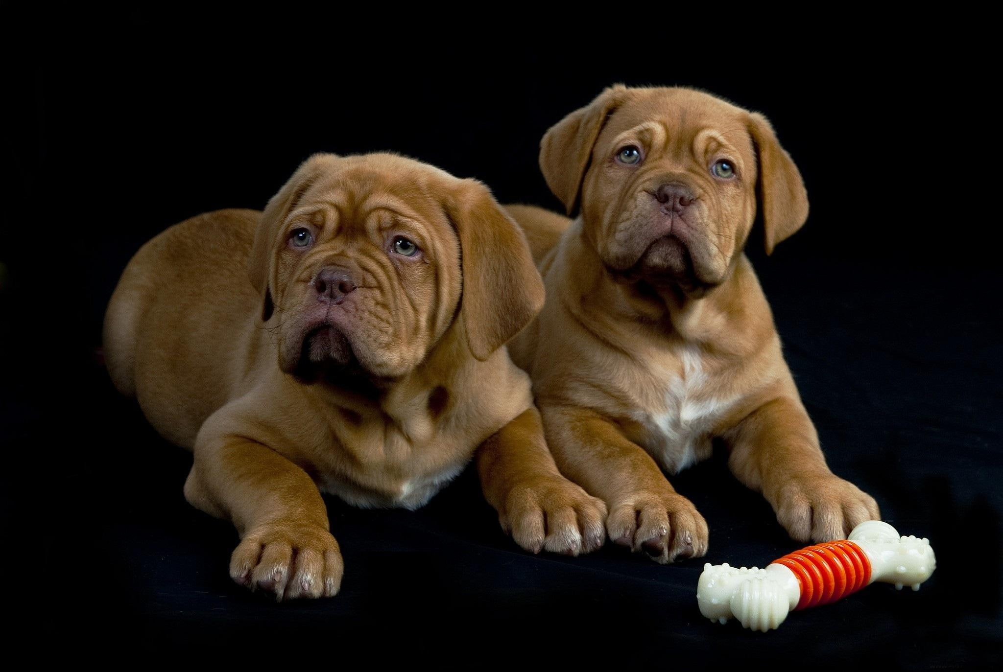 dogs, brazowe, two, french, zwierzeta, tan, puppies, amazing, 1080P, animals, mastiff, HD Wallpaper