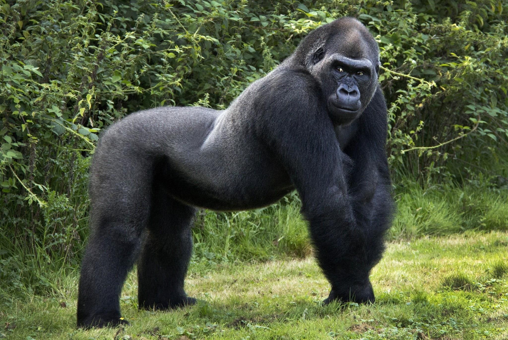 orangutan, animals, zwierzeta, malpy, 1080P, dzikie, giant, HD Wallpaper
