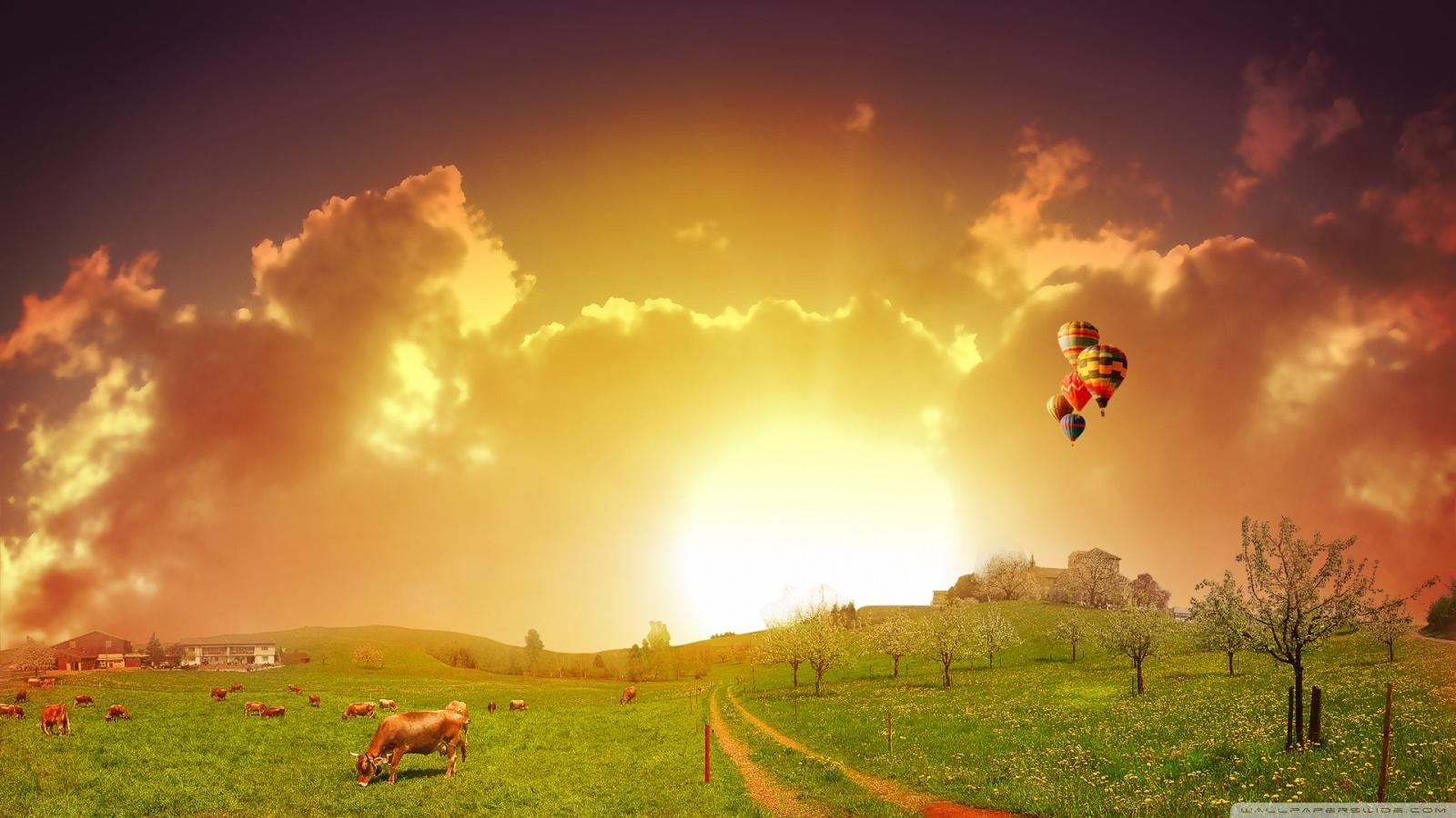cows, nature, sunrise, hot-air-balloons, 720P, peaceful, meadows, HD Wallpaper