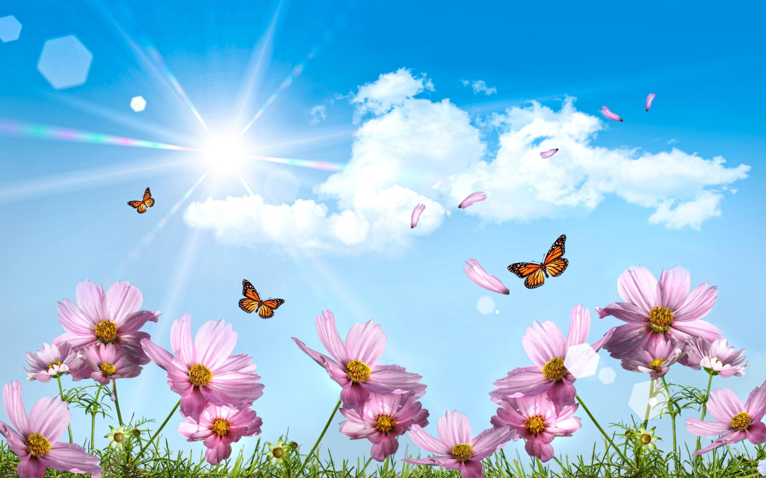 2K, nature, butterflies, meadow, landscape, HD Wallpaper
