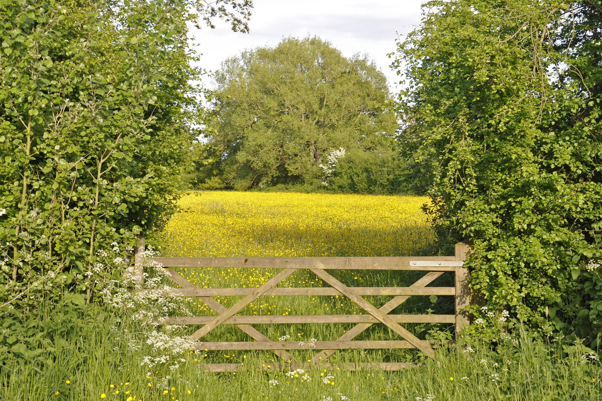 meadow, trees, gates, flowers, 1080P, HD Wallpaper