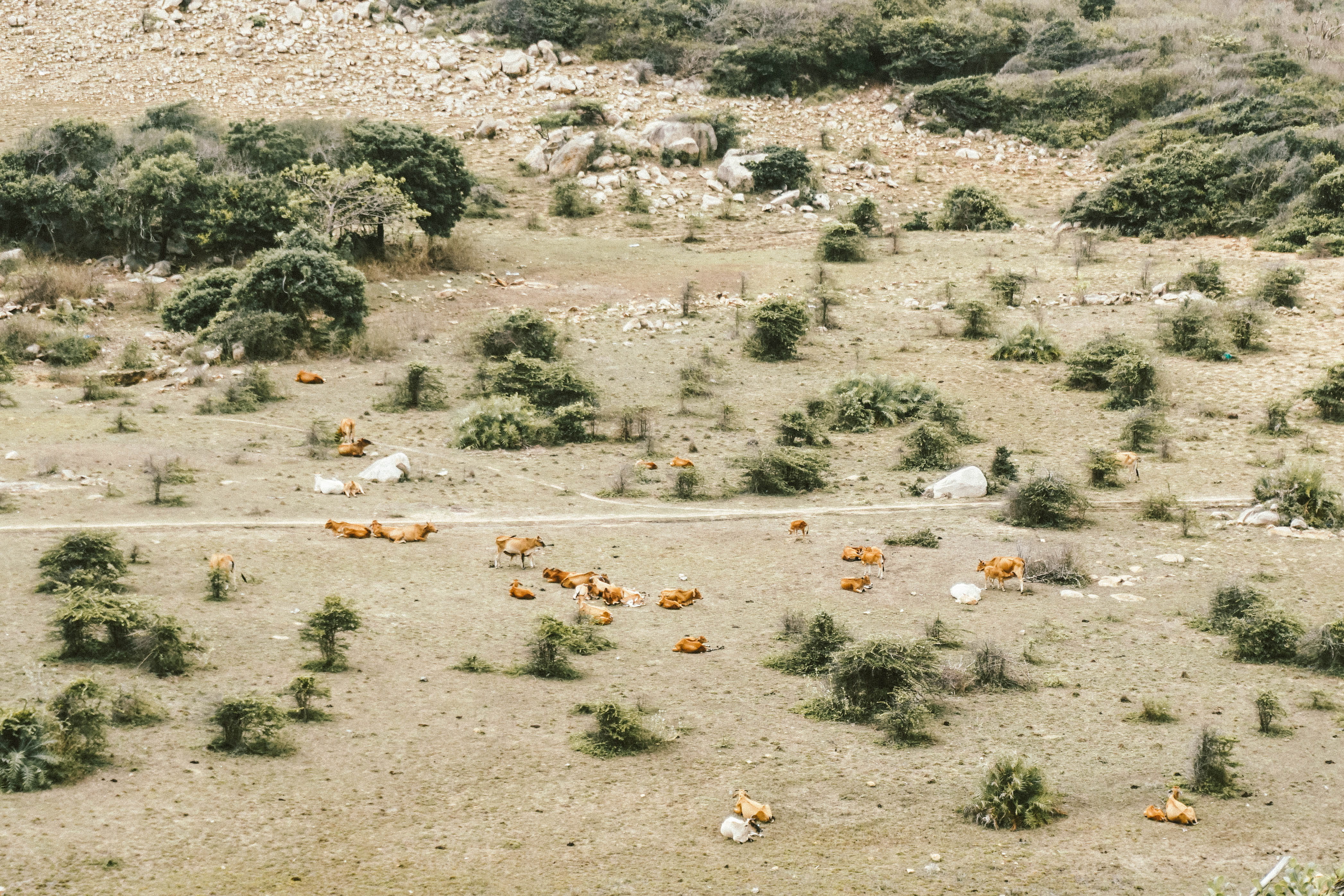 rock, group of animals, herd, scenics - nature, non-urban scene, binh ba island, vietnam, landscape, nature, forest, arid climate, animal, day, tree, large group of animals, HD Wallpaper