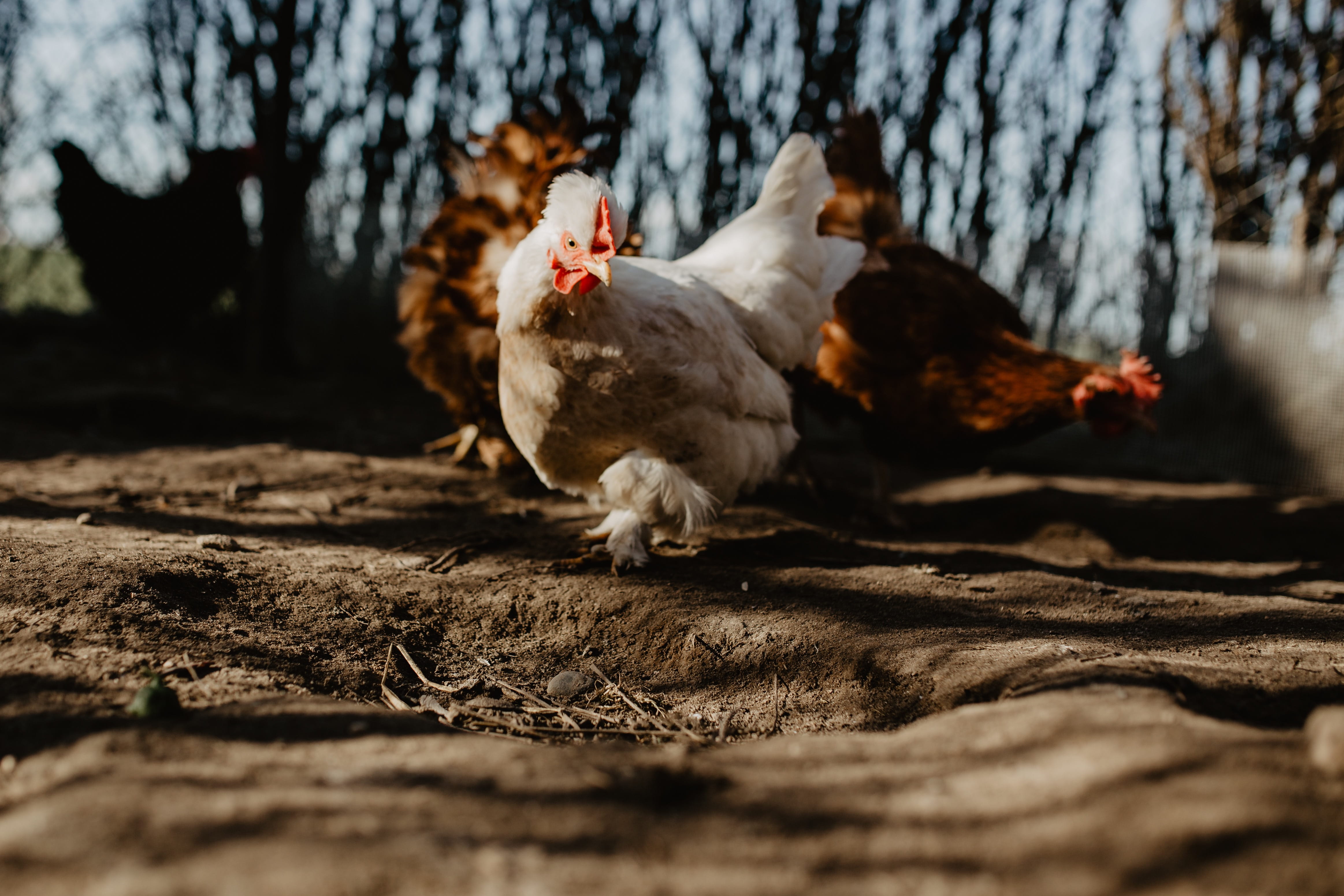 group of animals, tree, seeds, trunk, outdoors, pets, coop, domestic animals, animal wildlife, eating, chicken, land, animals in the wild, no people, polutry, HD Wallpaper