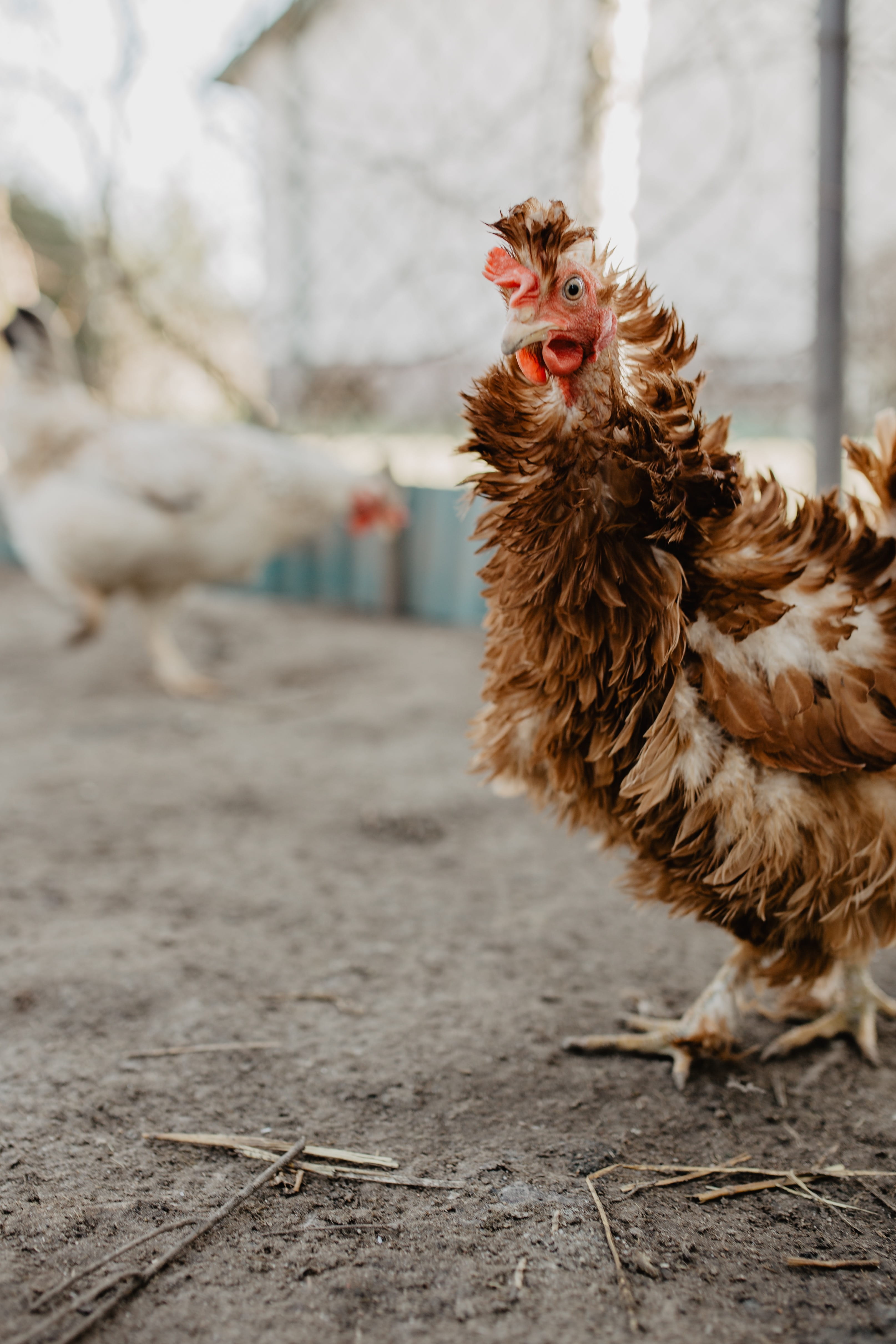 no people, seeds, day, agriculture, chickens, eating, field, nature, livestock, vertebrate, farm, outdoors, polutry, hens, chicken, 4K, pets, profile view, Phone HD Wallpaper
