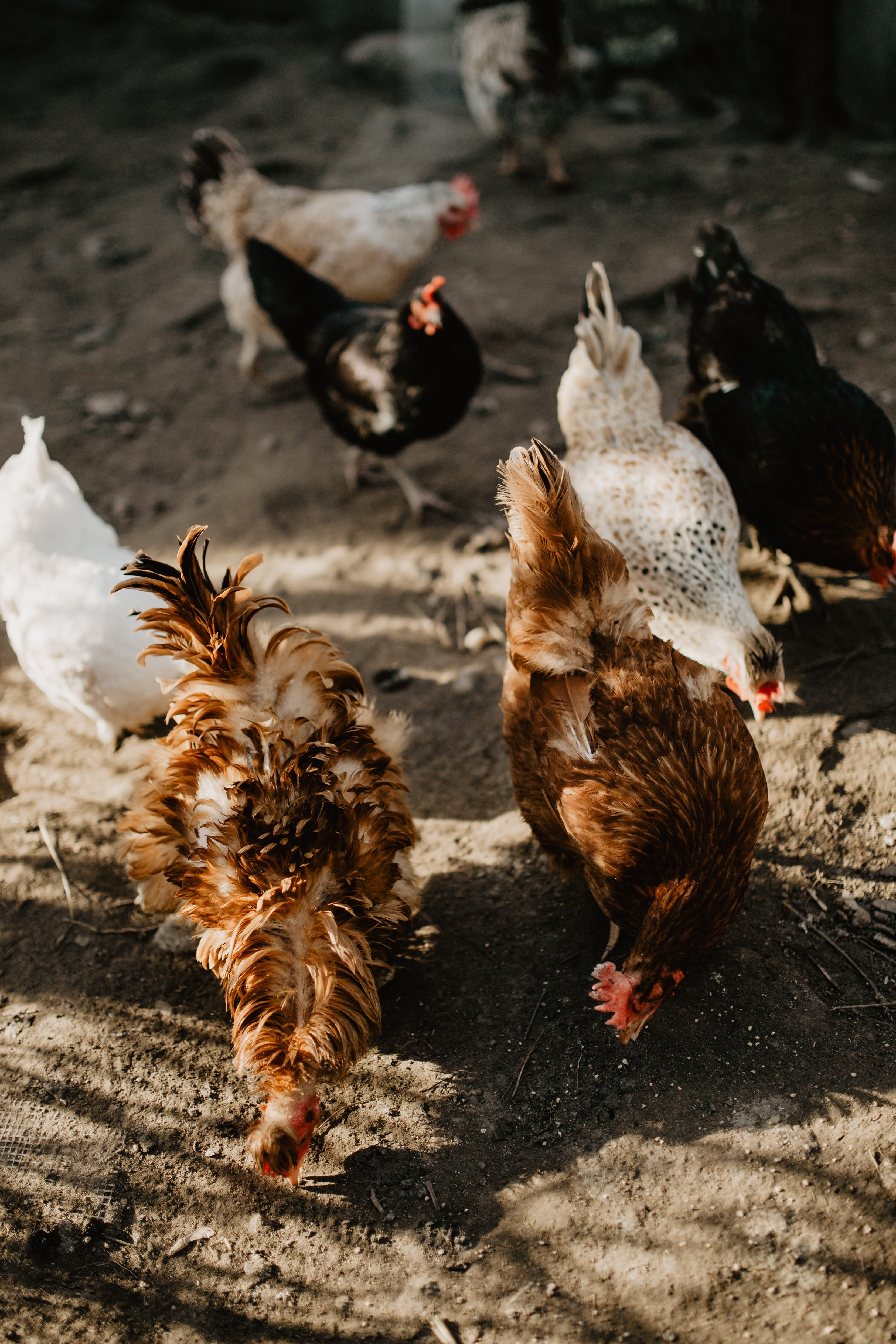 hens, 4K, animals in the wild, poultry, nature, outdoors, mammal, vertebrate, day, animal, group of animals, polutry, chickens, high angle view, farm, Phone HD Wallpaper