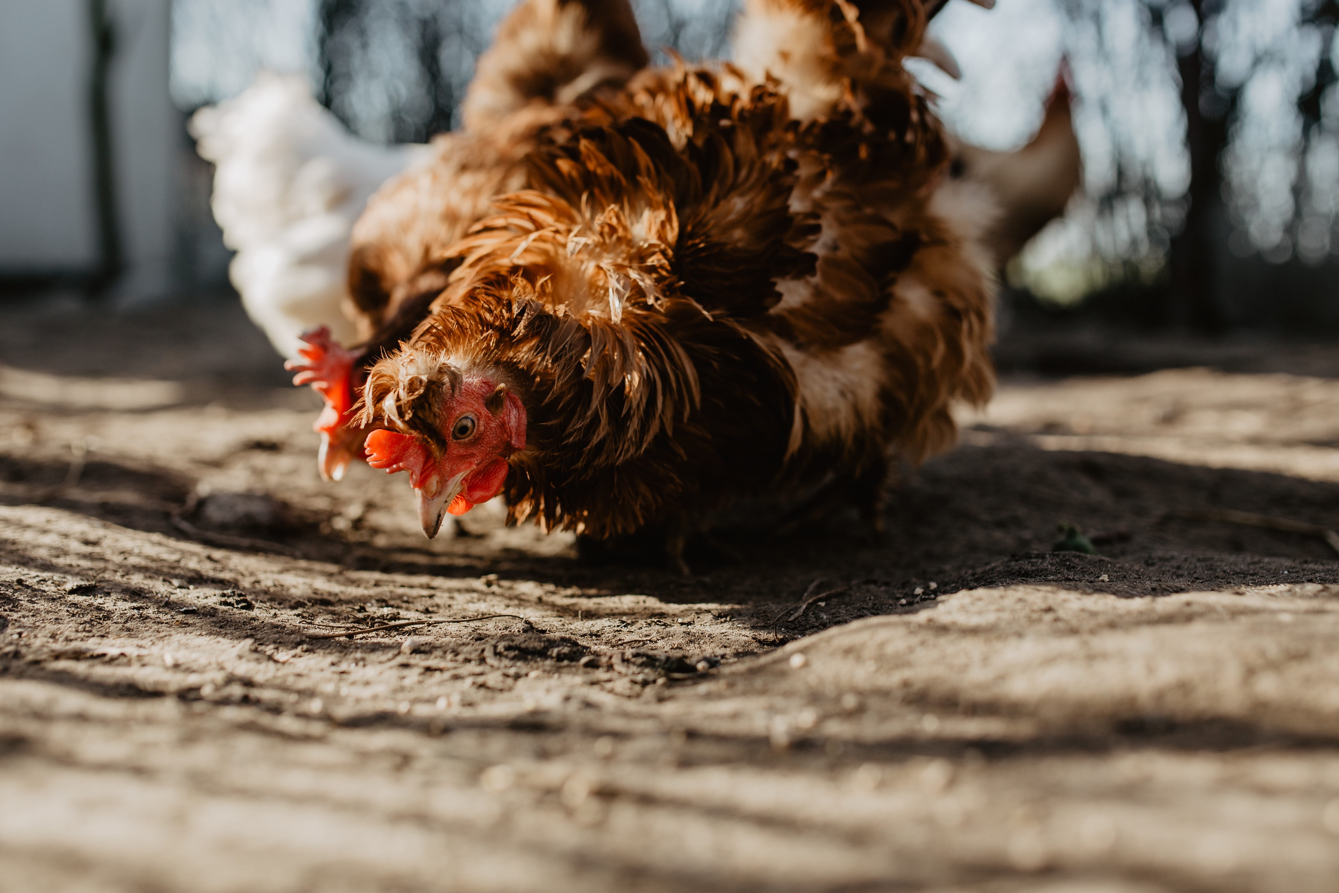 day, selective focus, domestic animals, seeds, pets, one animal, bird, livestock, nature, mammal, 4K, rooster, animal themes, farm, hen, chickens, hens, HD Wallpaper