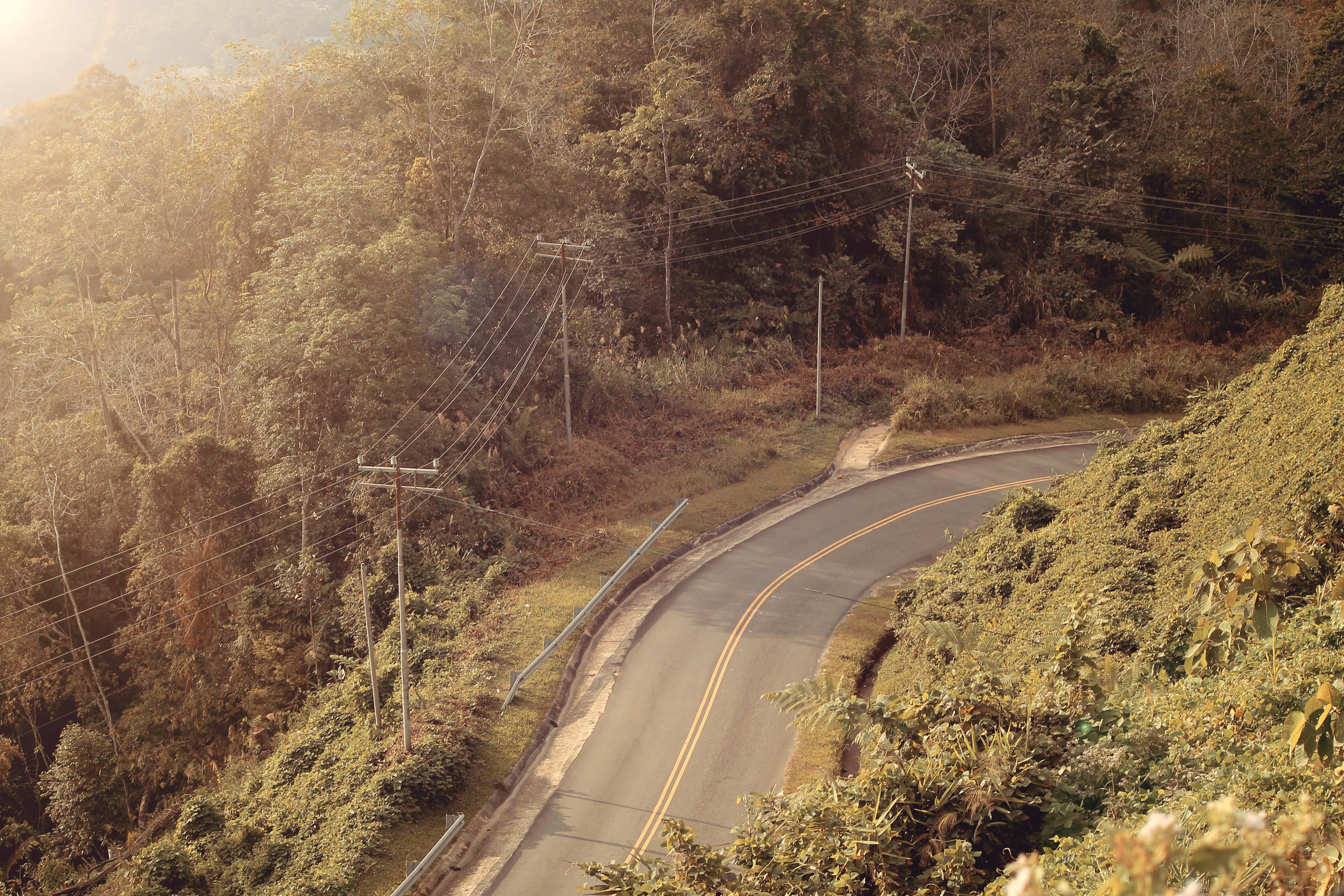 tree, tranquility, roads, green, ride, land, day, kokol haven resort, eco, tranquil scene, road, road trip, cable, the way forward, trees, sun, top, forest, HD Wallpaper