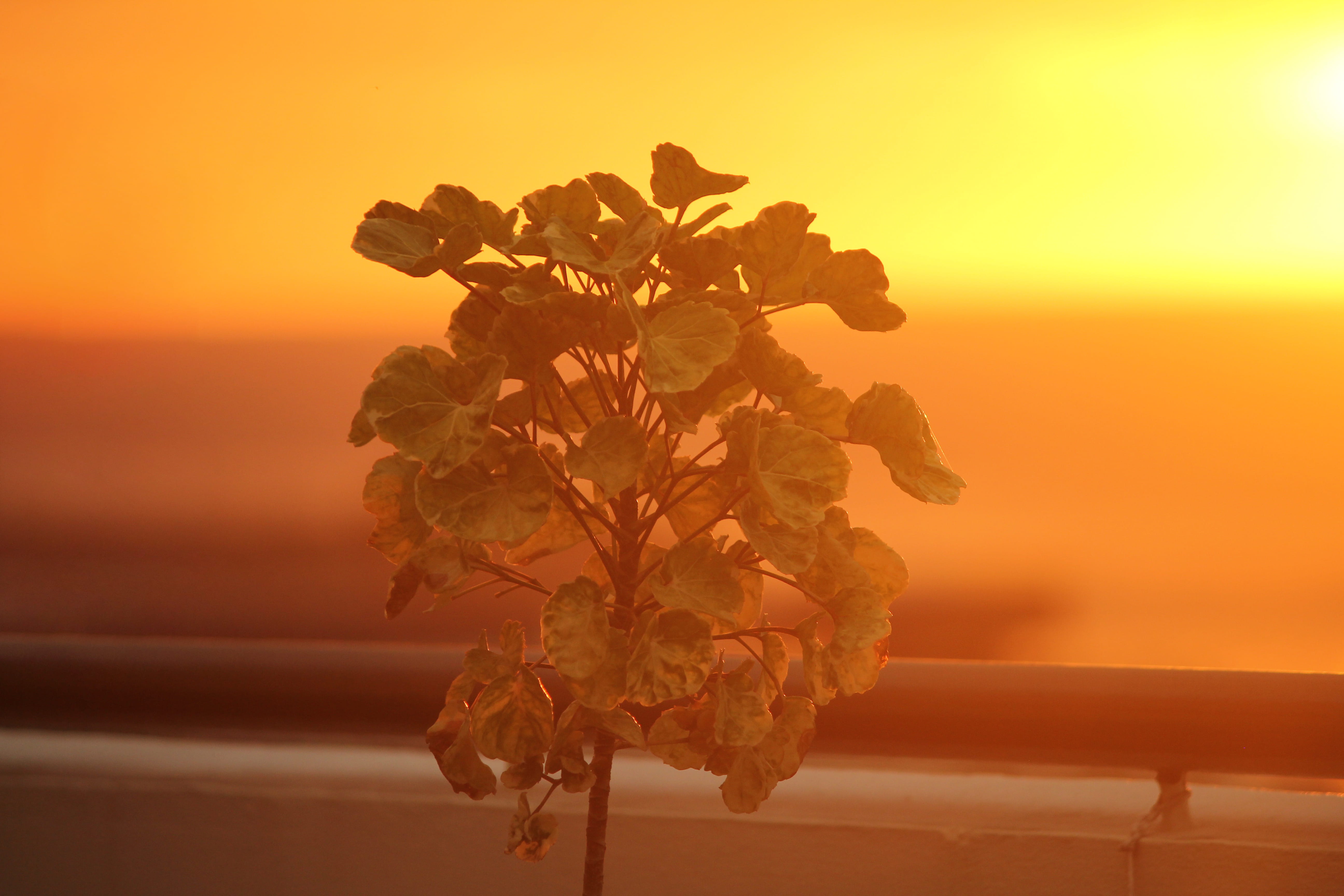 nature, outdoors, growth, shine, flowering plant, sunset, back lit, tranquility, orange color, leaf, natural condition, orange, light, life, kota kinabalu, HD Wallpaper