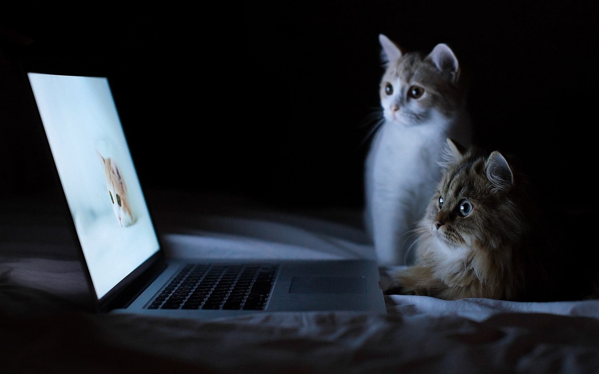 kitten, computers, cat, animal themes, whisker, humor, animal, dark, felines, watching, looking, laptop, using laptop, one animal, technology, kittens, HD Wallpaper