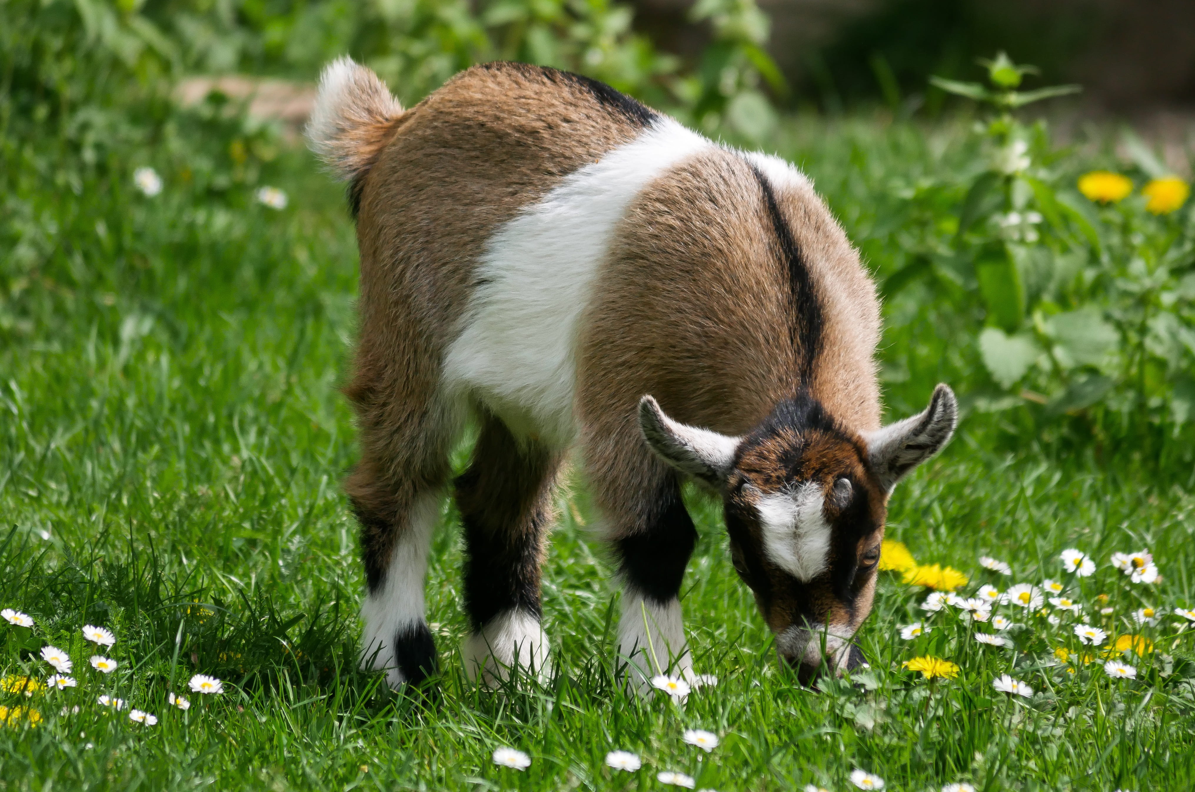 goat, animal wildlife, no people, field, 4K, eat, young animal, outdoors, mammal, herbivorous, pet, livestock, playful, spring, young goat, domestic animals, HD Wallpaper