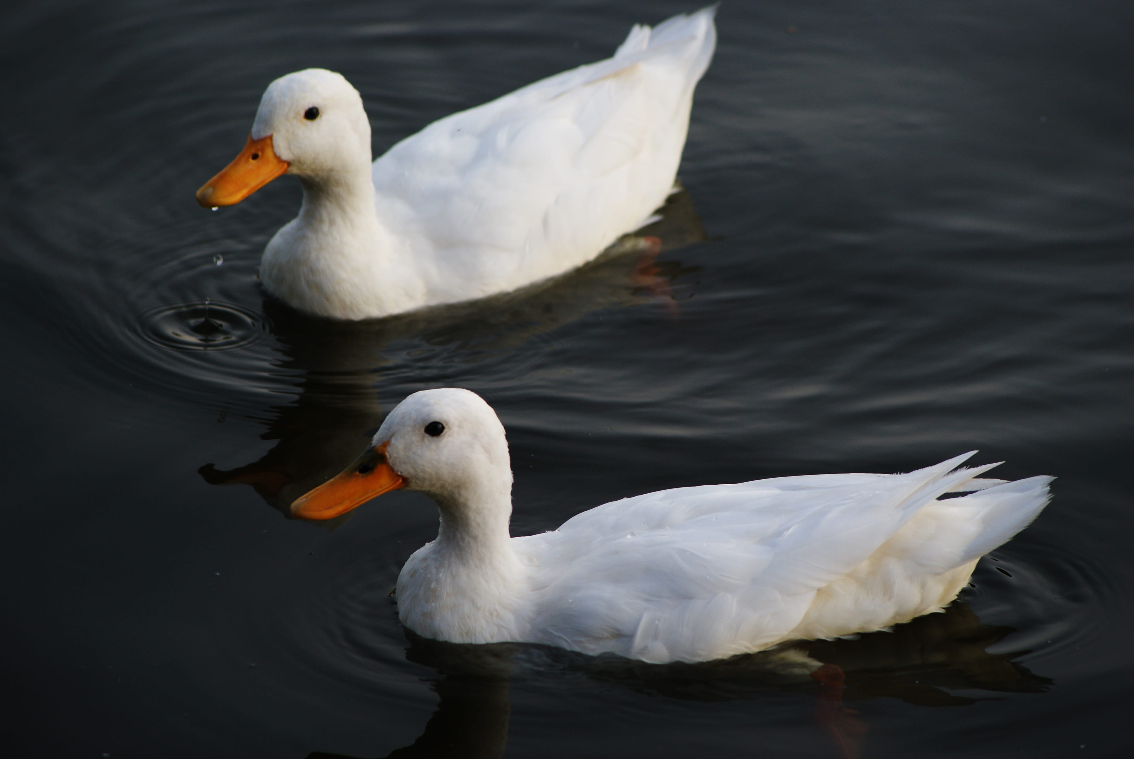 animal, loenersloot, animals, group of animals, vertebrate, waterfowl, mallard, ripple, animals in the wild, white, grey, the netherlands, lake, swim, animal wildlife, HD Wallpaper