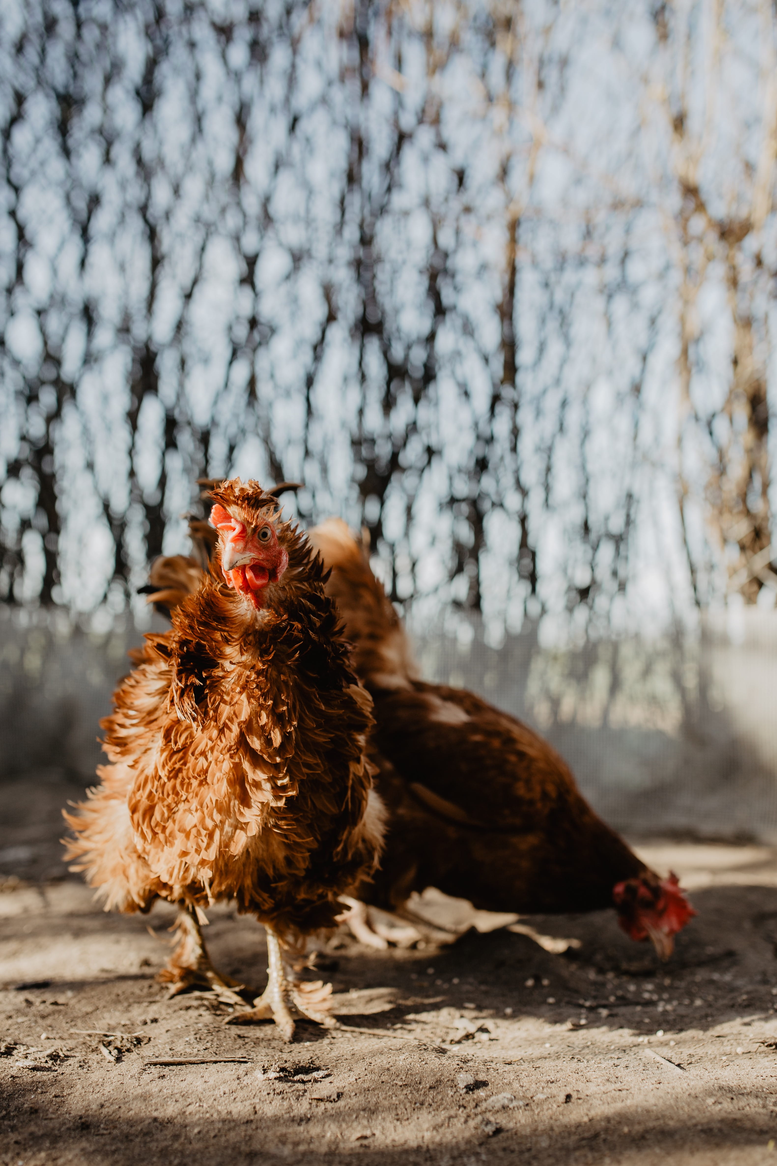 no people, chickens, chicken, livestock, pets, one animal, 4K, mammal, farm, polutry, bird, day, chicken - bird, animal, coop, vertebrate, domestic, hens, Phone HD Wallpaper