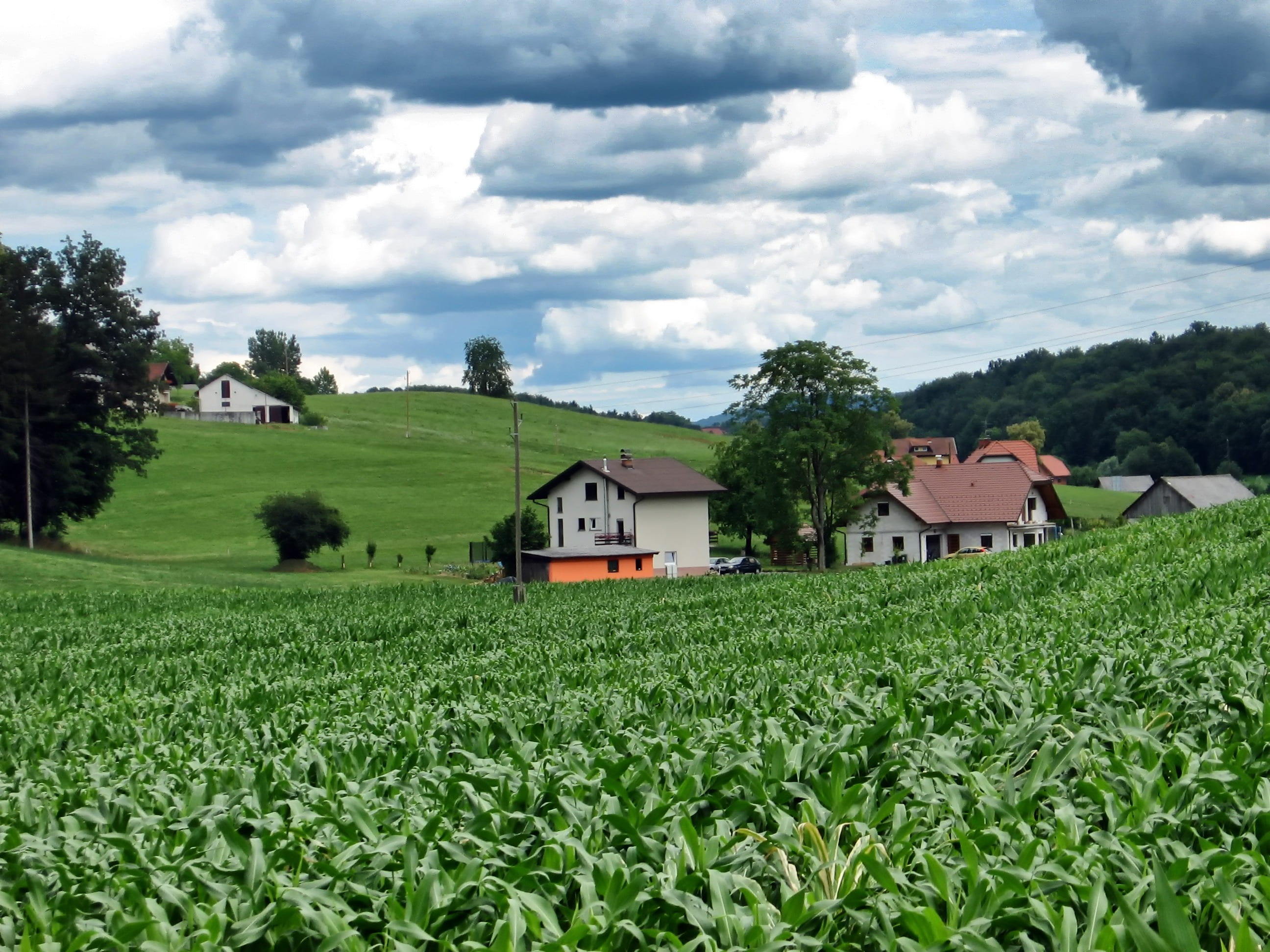 tree, plant, beauty in nature, nature, farm, countryside, rural, house, growth, land, home, rural scene, 2K, outdoors, architecture, no people, built structure, HD Wallpaper