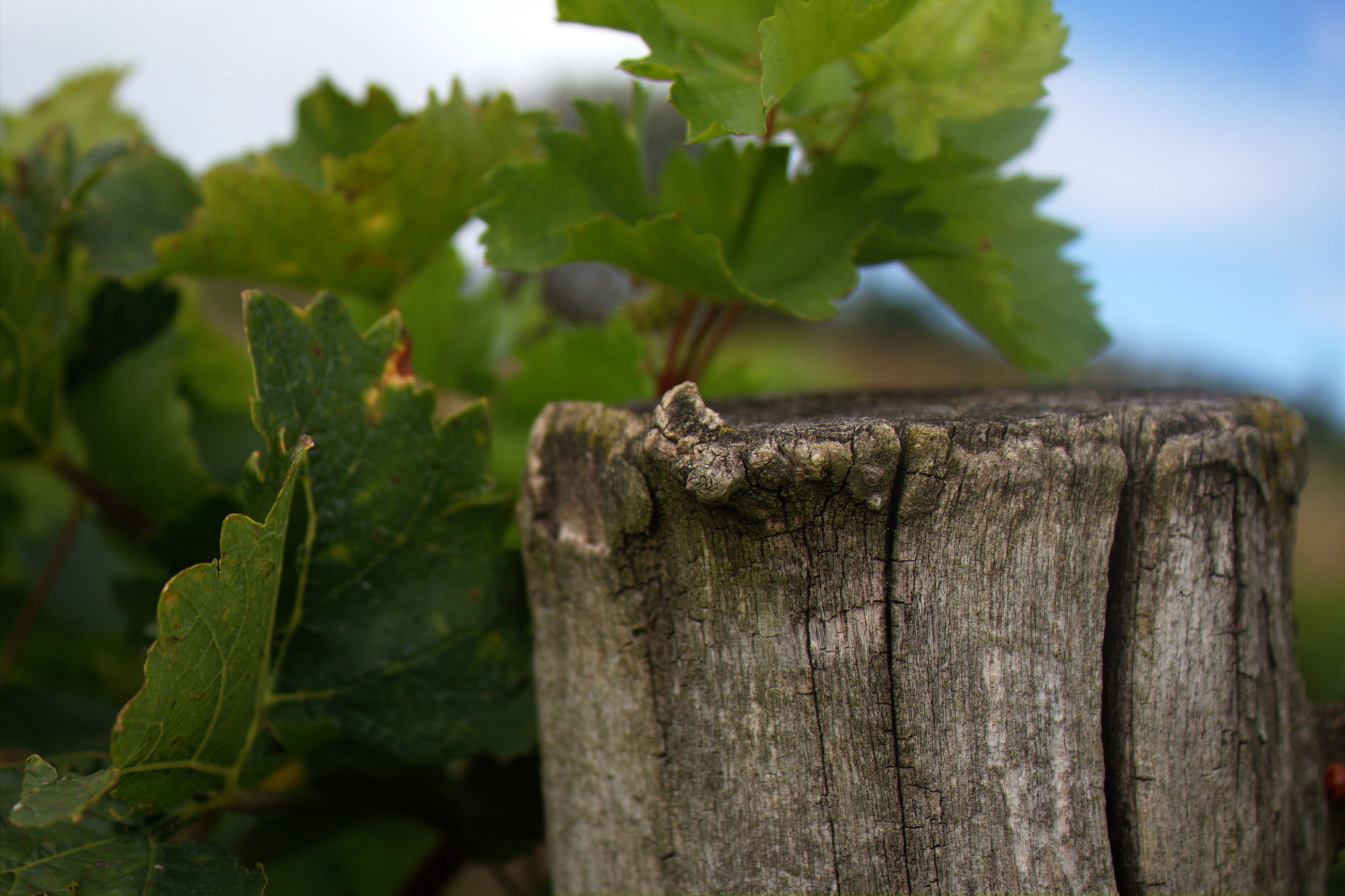 gray, focus, Grapes, nature, photo, plant, grape, 2K, green Color, gathering, log, wood - Material, wine, leaf, HD Wallpaper