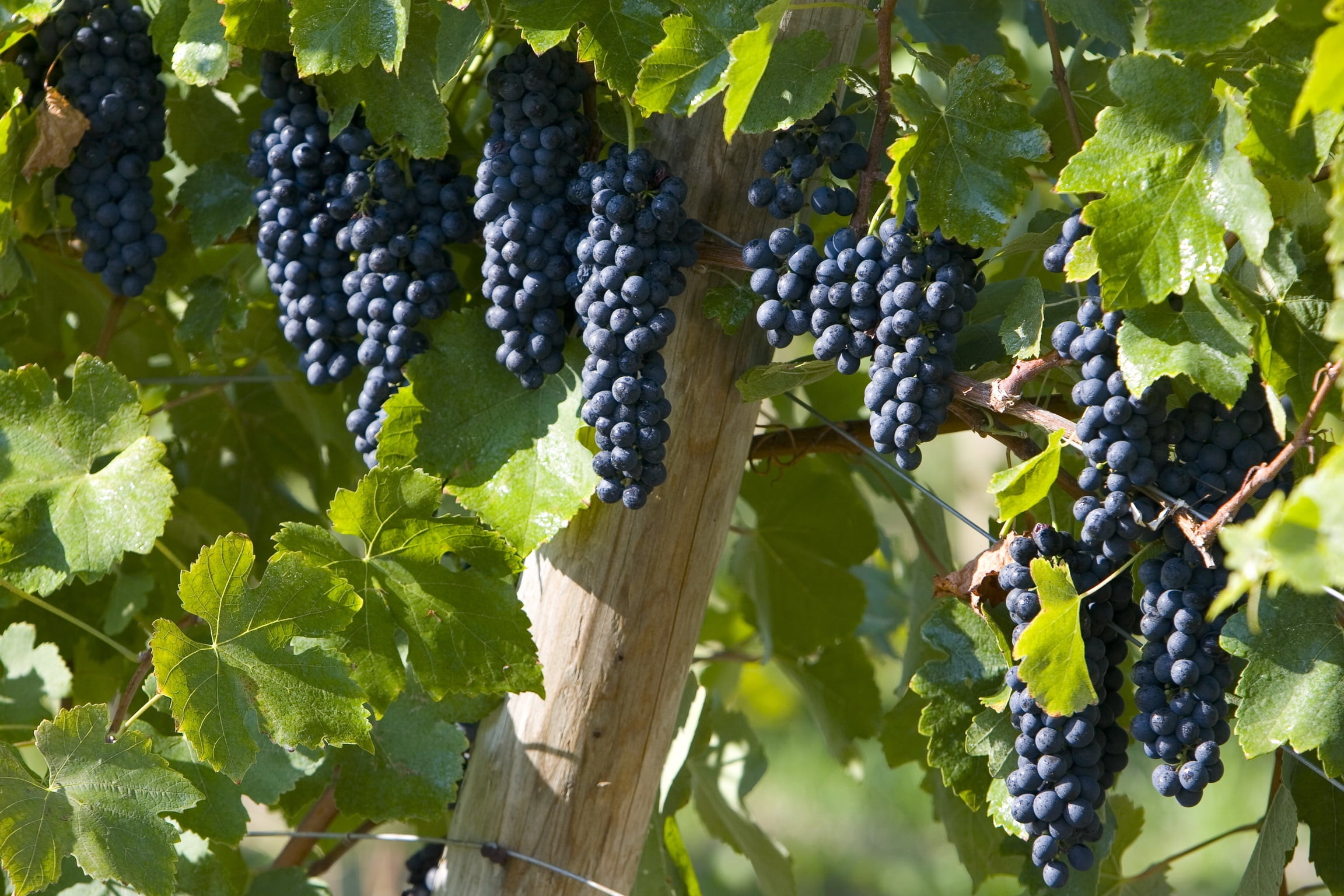 black, outdoors, summer, grapes, fruits, farm, freshness, healthy eating, bunch, autumn, plant part, hanging, fruit, growth, leaf, purple, vineyard, 1080P, HD Wallpaper
