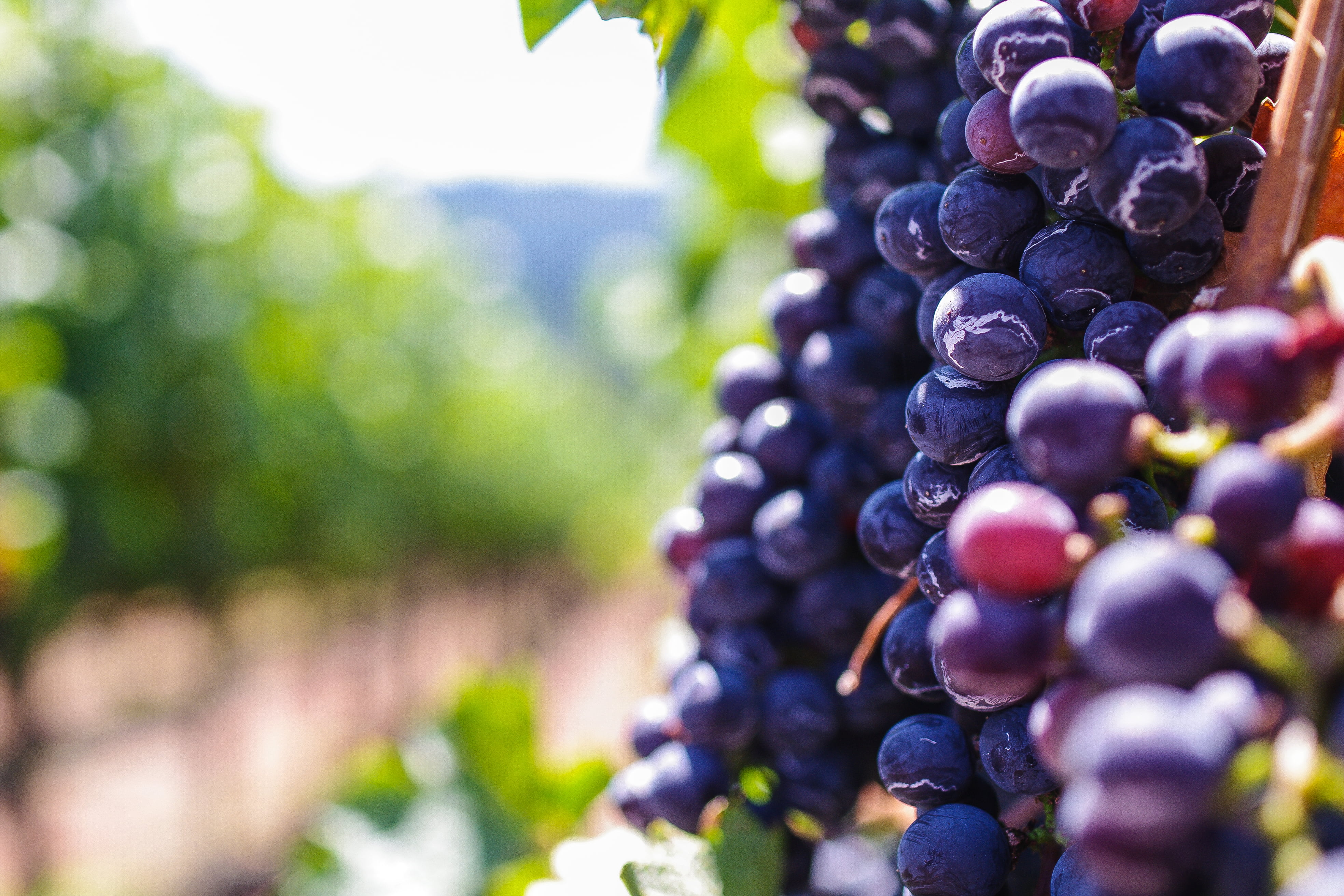 grape, winery, close-up, plant, green Color, no People, purple, sunlight, healthy Eating, summer, blue, grapes, day, freshness, red, vine, growth, branch, HD Wallpaper