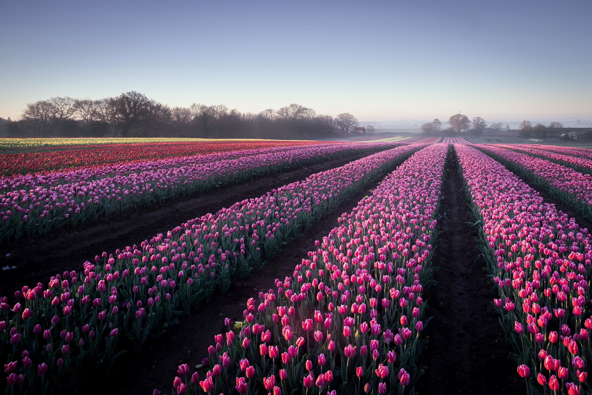 land, flowers, tulip, nature, abundance, purple, flowering plant, flower, outdoors, plant, growth, flower head, agriculture, 1080P, springtime, no people, HD Wallpaper