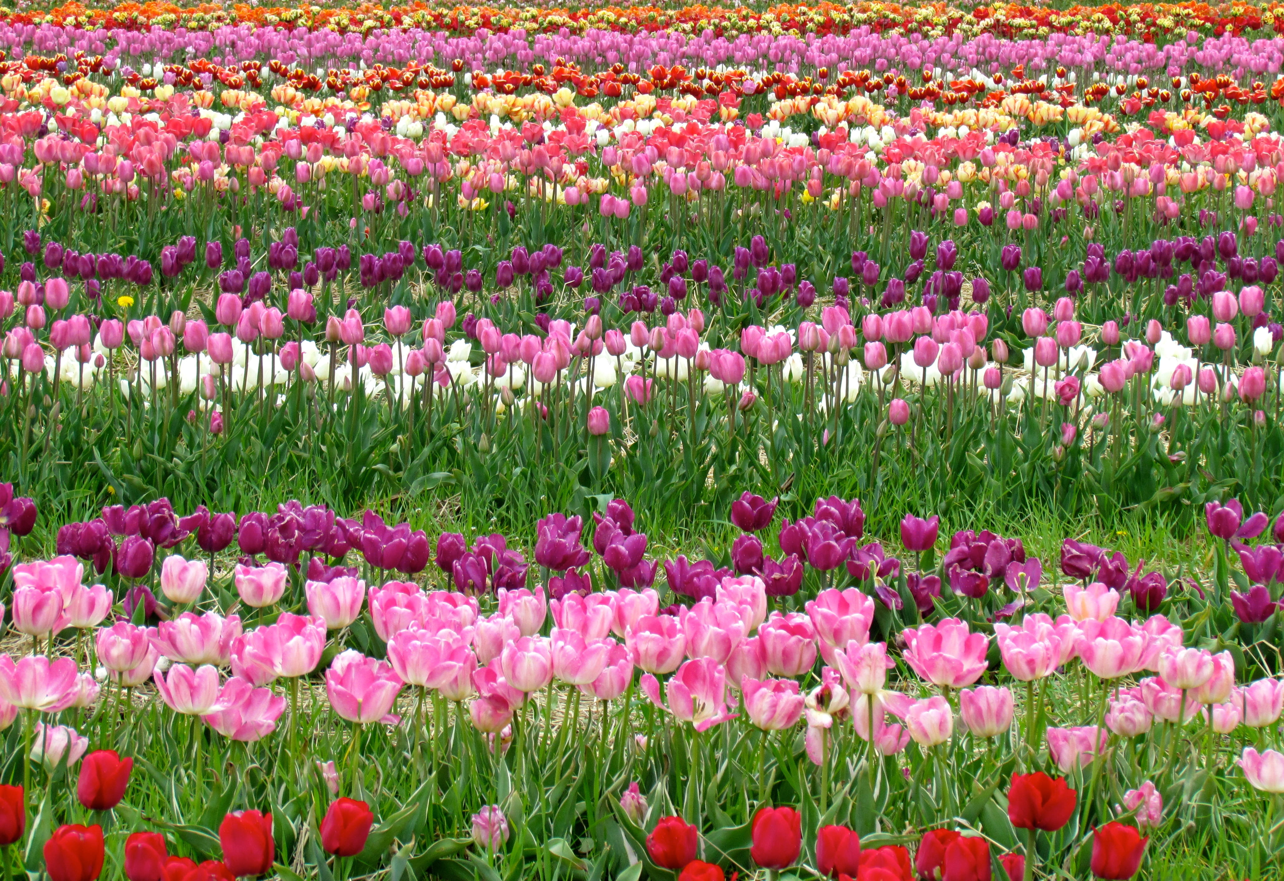 mothers day, abundance, field, spring, nature, springtime, flowerbed, flower head, farm, no people, flowering plant, freshness, petal, easter, vulnerability, HD Wallpaper