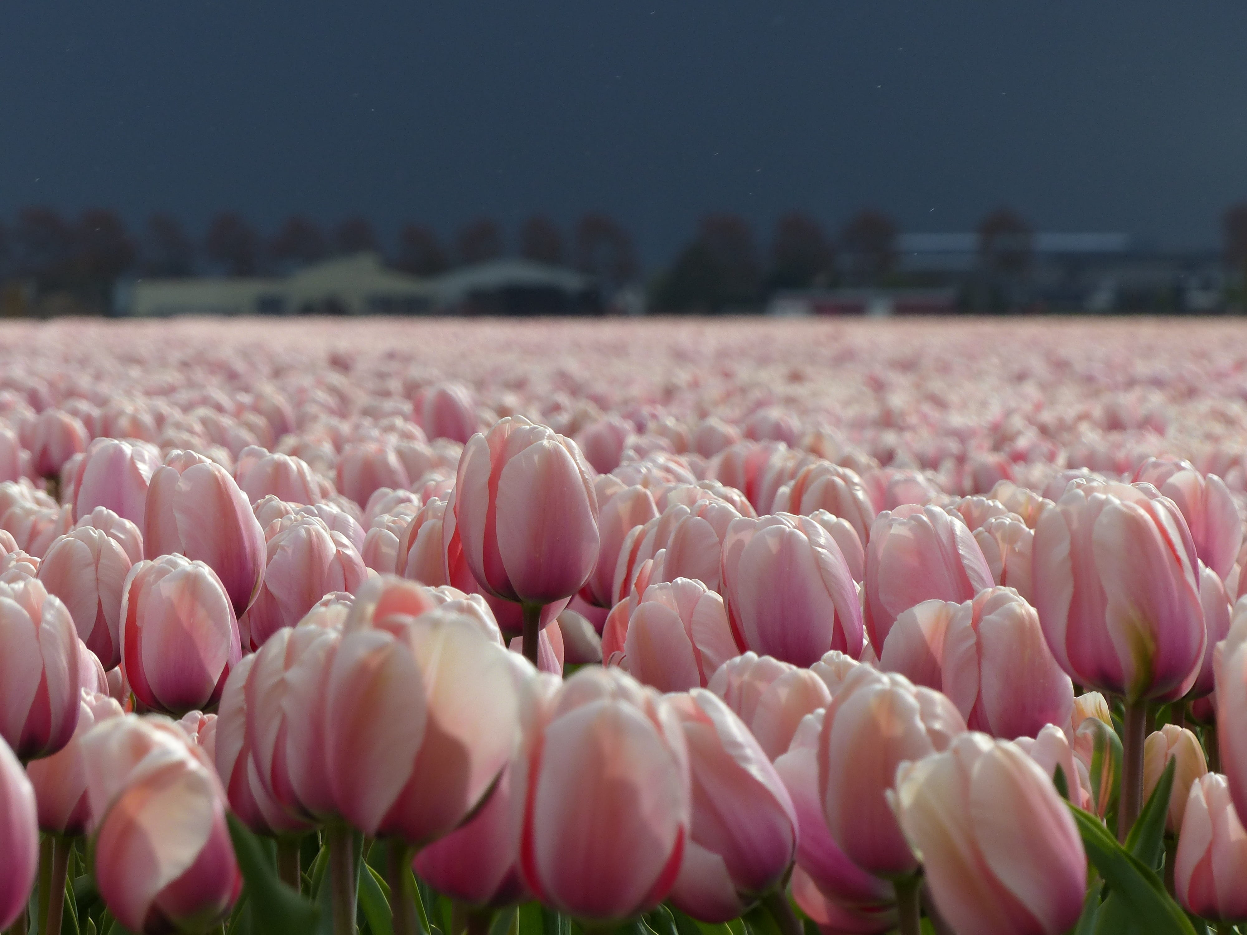 season, no People, abundance, day, petal, Flowers, pink Color, bulbs, rural Scene, Tulips, tranquility, land, vulnerability, flower, softness, pink, holland, HD Wallpaper
