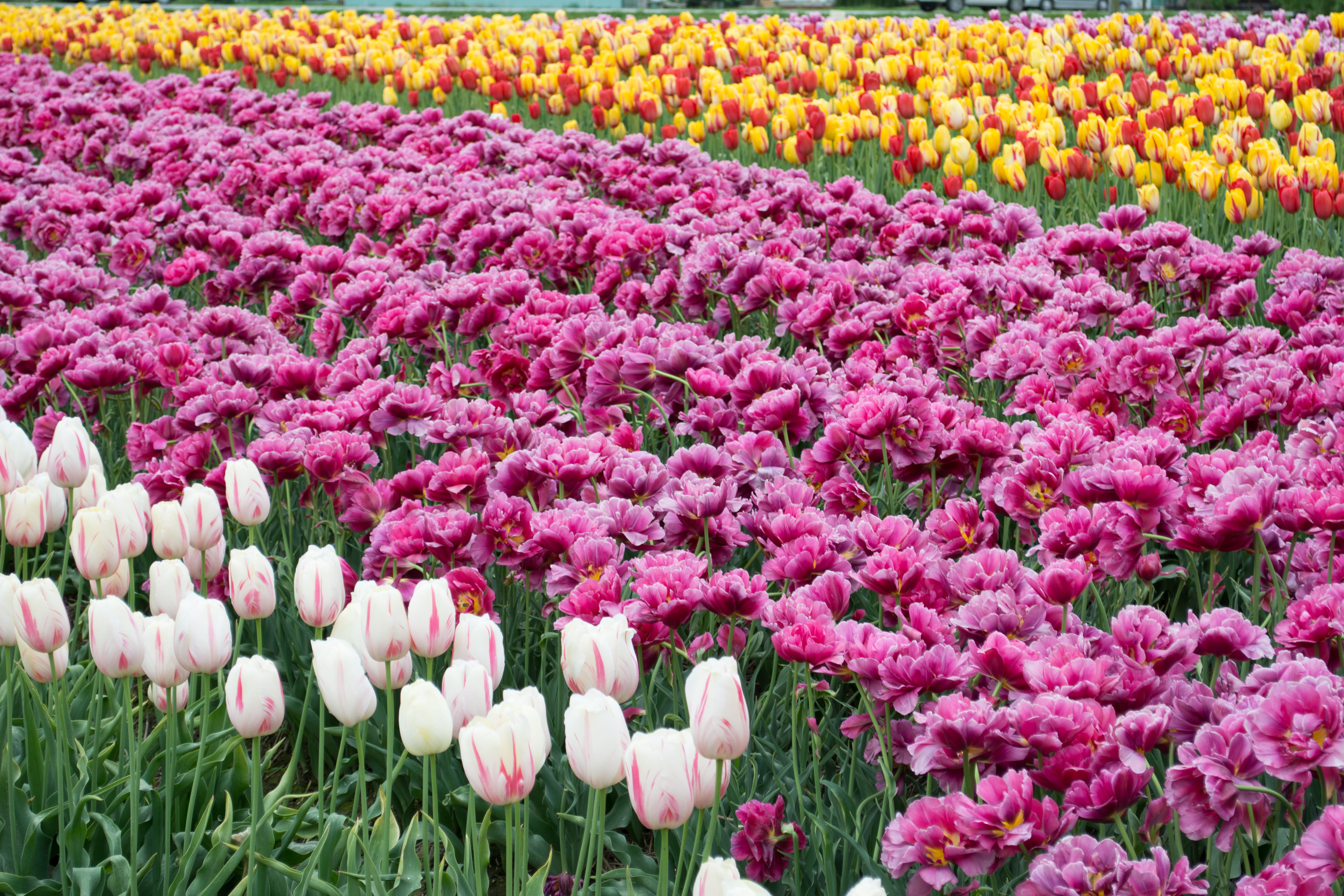 spring flowers, white tulips, nature, flowering plant, flower, flowerbed, freshness, tulip beds, spring, pink color, flower fields, springtime, field, tulip, HD Wallpaper