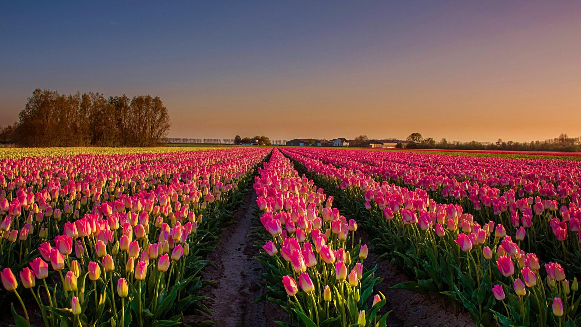 beauty in nature, purple, flower, 1080P, tulip field, rural scene, evening, outdoors, nature, tulip, no people, springtime, spring, flowering plant, in a row, HD Wallpaper