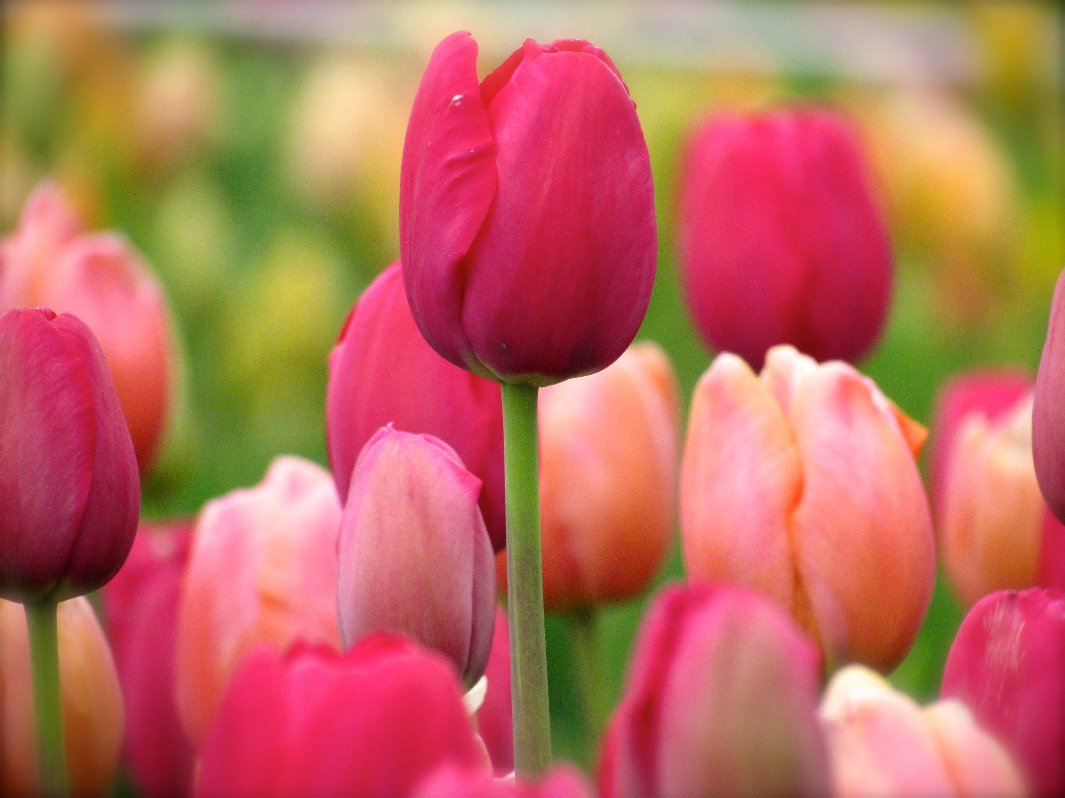 growth, easter, red, springtime, mothers day, flower, close-up, inflorescence, flowerbed, purple, nature, fragility, no people, 4K, pink color, spring, HD Wallpaper
