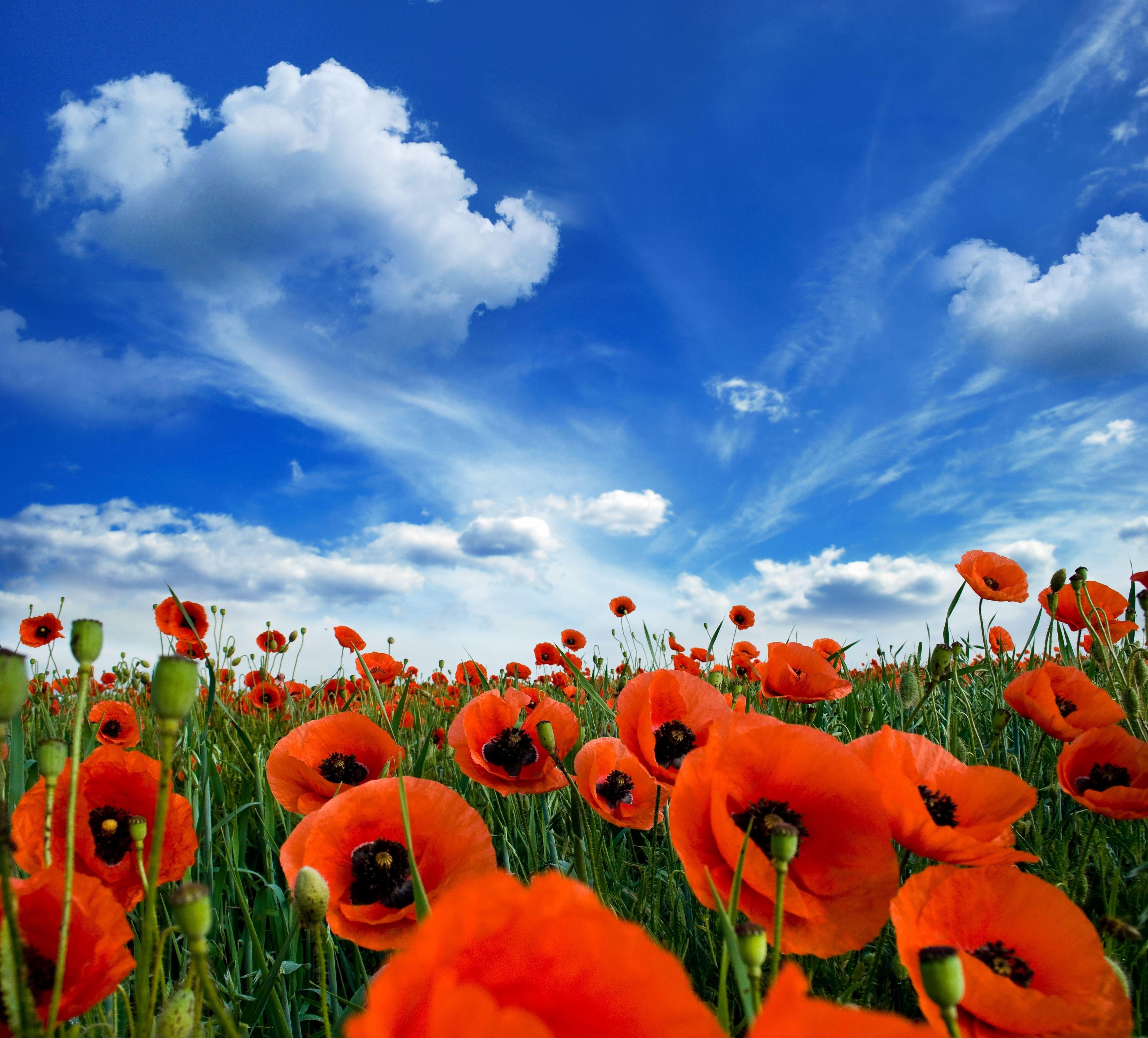 meadow, inflorescence, growth, greens, leaf, sun, close-up, no People, color Image, flowerbed, poppy, common, scenics, beauty In Nature, outdoors, bright, HD Wallpaper