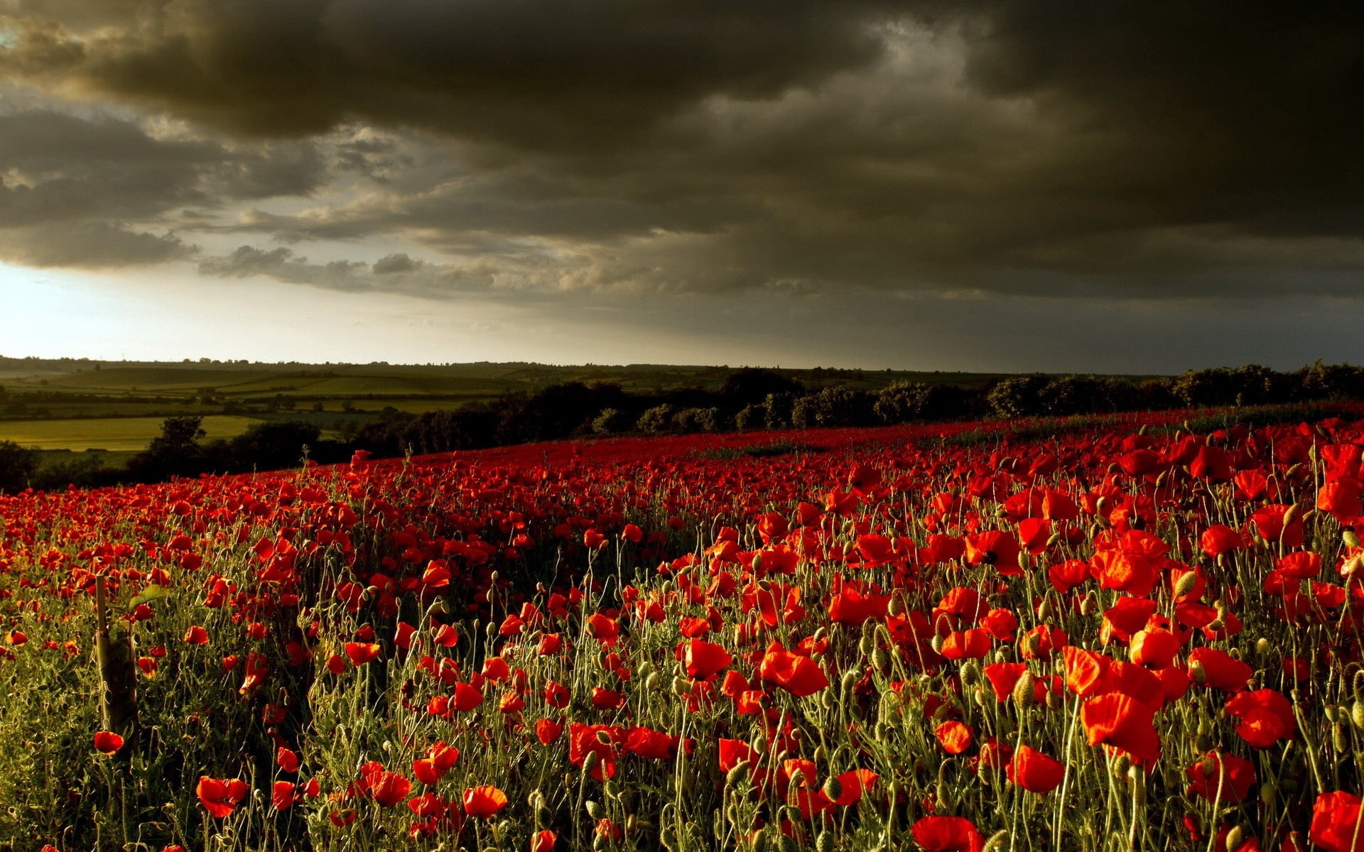 poppies, flower Head, sunlight, bright, horizon Over Land, flowers, nature, scenics, blue, sky, environment, yellow, growth, outdoors, flowering plant, HD Wallpaper