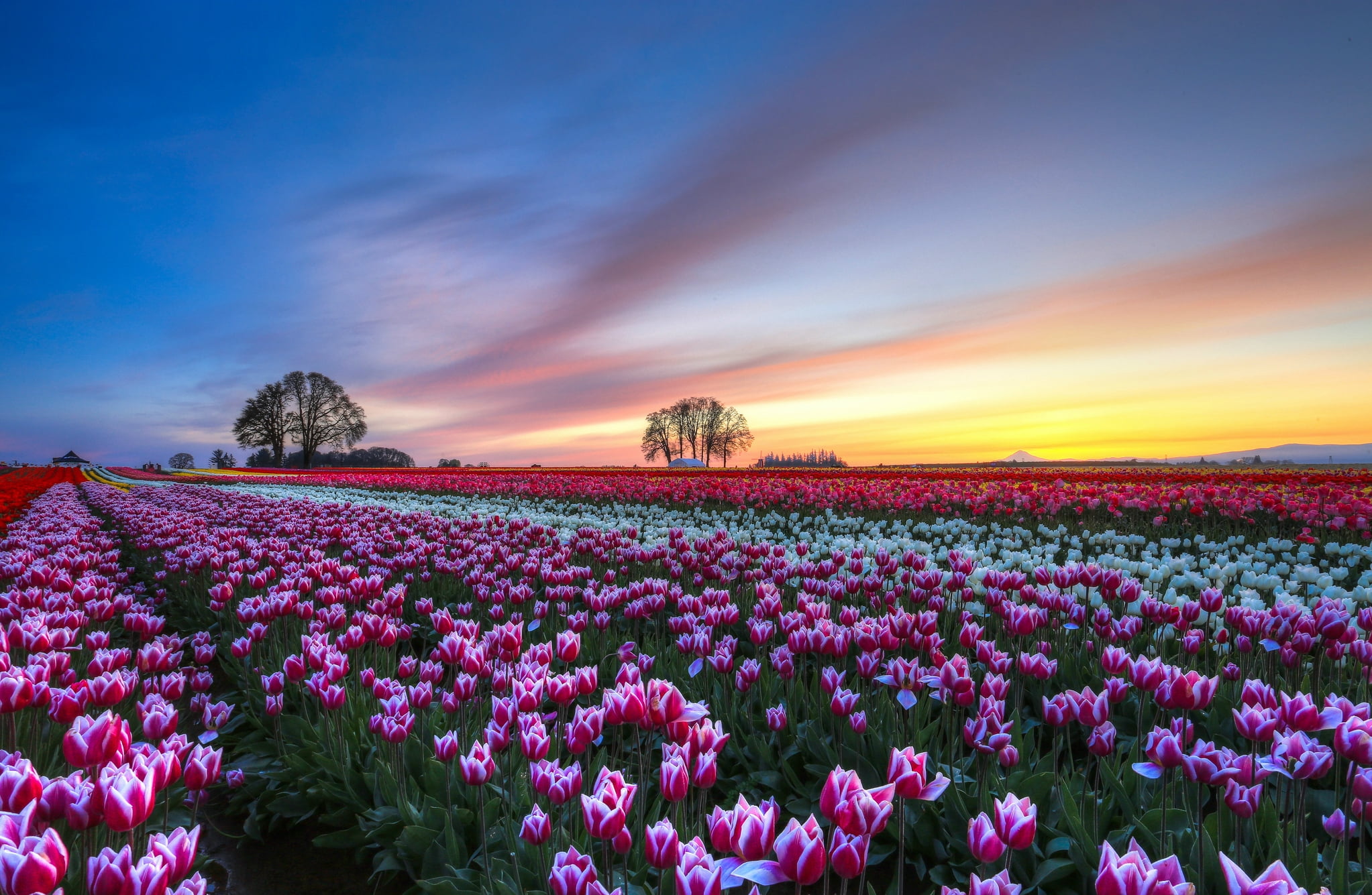 scenics, sunlight, tulips, environment, cloud - Sky, scenics - nature, europe, tranquility, pink, colorful, rural Scene, no People, landscaped, sky, 1080P, HD Wallpaper
