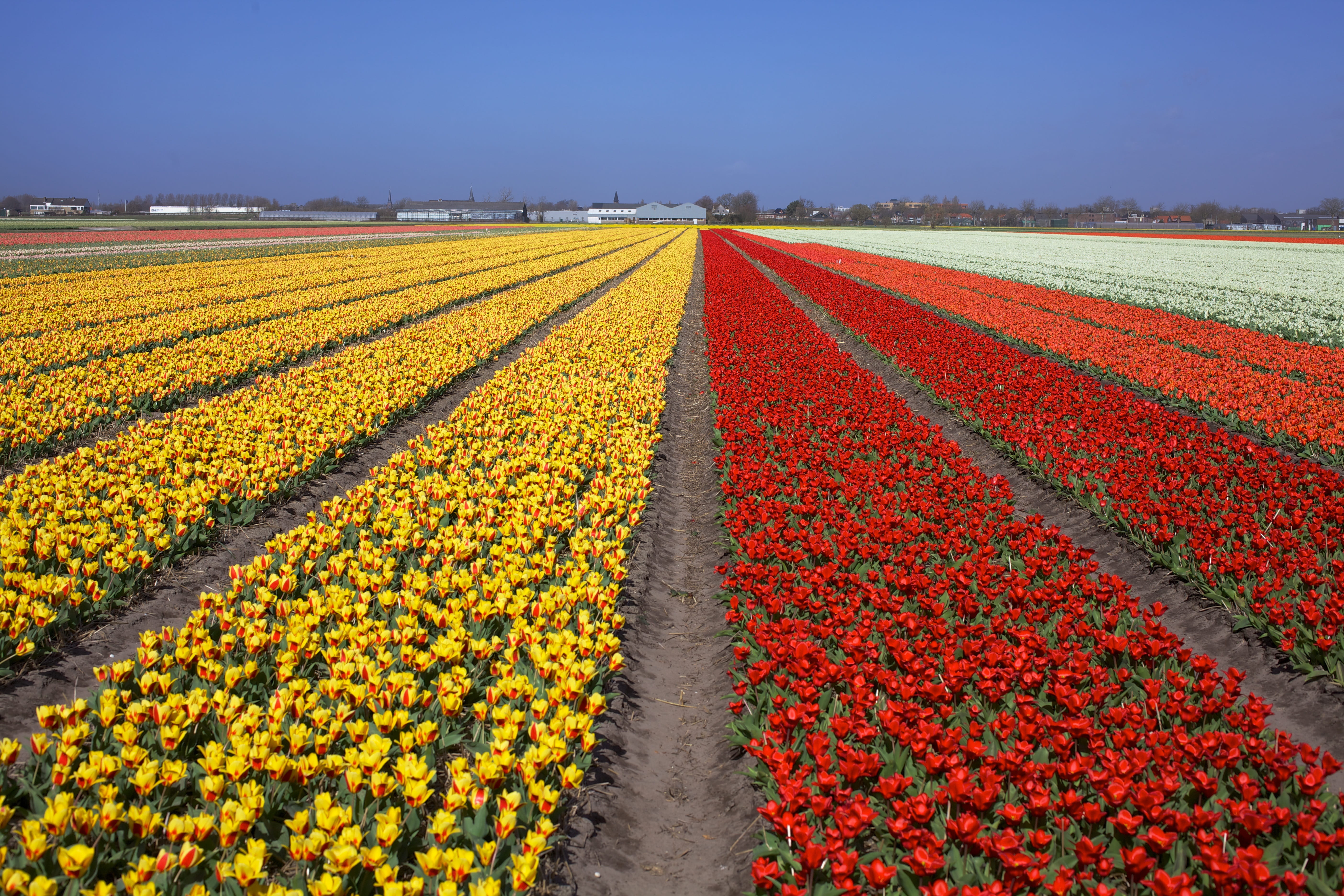 no people, color, environment, landscape, Field, outdoors, floral, tulip, flowering plant, plant, yellow, rural scene, Tulips, land, keukenhof, autumn, HD Wallpaper