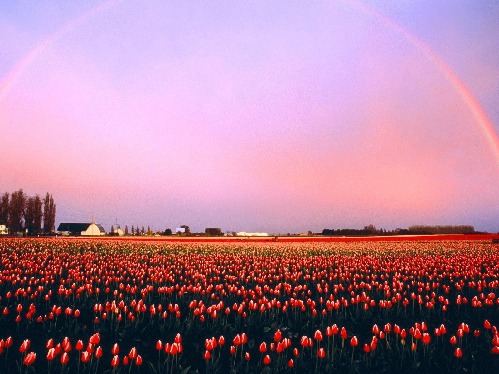 flowerbed, flower, multi Colored, flowering plant, blossom, sun, yellow, freshness, land, large group of people, purple, tulip, rural Scene, rainbow, outdoors, HD Wallpaper