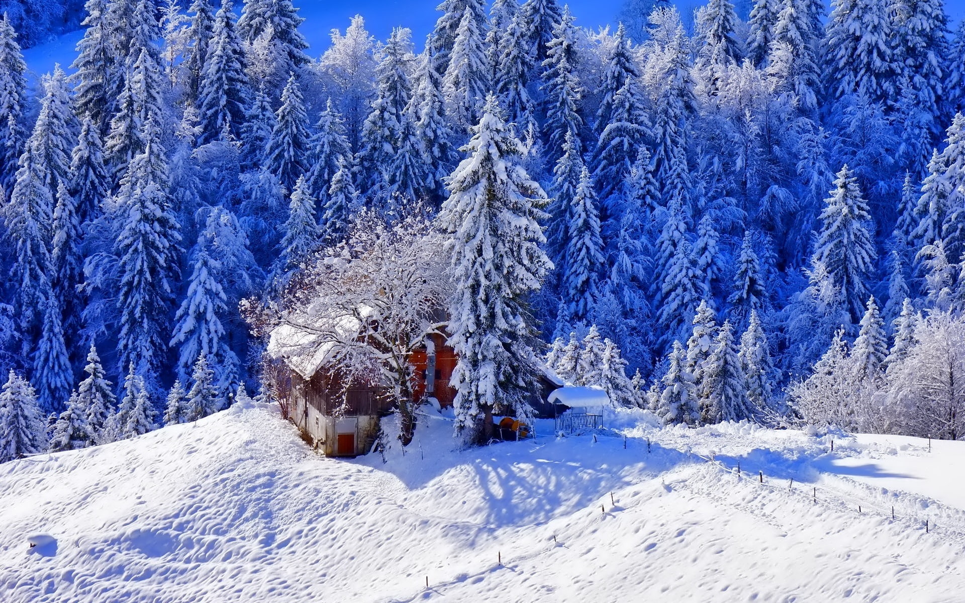 House, Trees, Footpath, green, Thick, pine, 1080P, Snow, Winter, HD Wallpaper