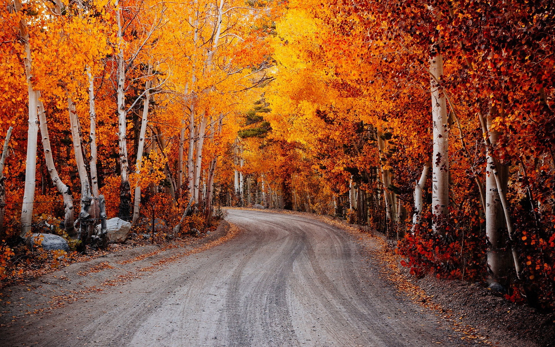 Autumn, Birch, Red, Road, Leaves, 1080P, HD Wallpaper