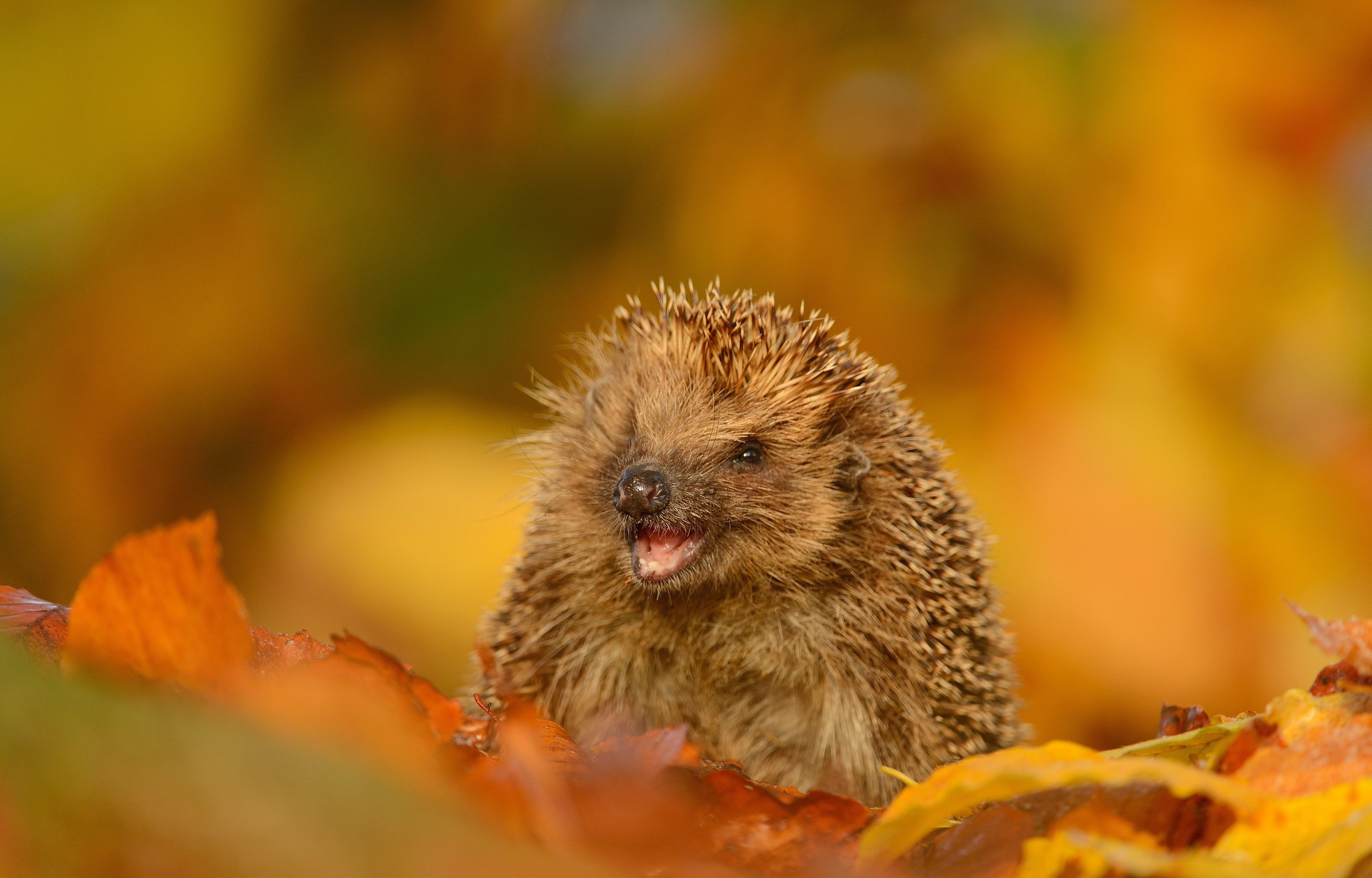 cute, eating, porcupine, animal, young Animal, fur, wildlife, vertebrate, selective focus, funny, brown, one Animal, animal wildlife, animals In The Wild, HD Wallpaper