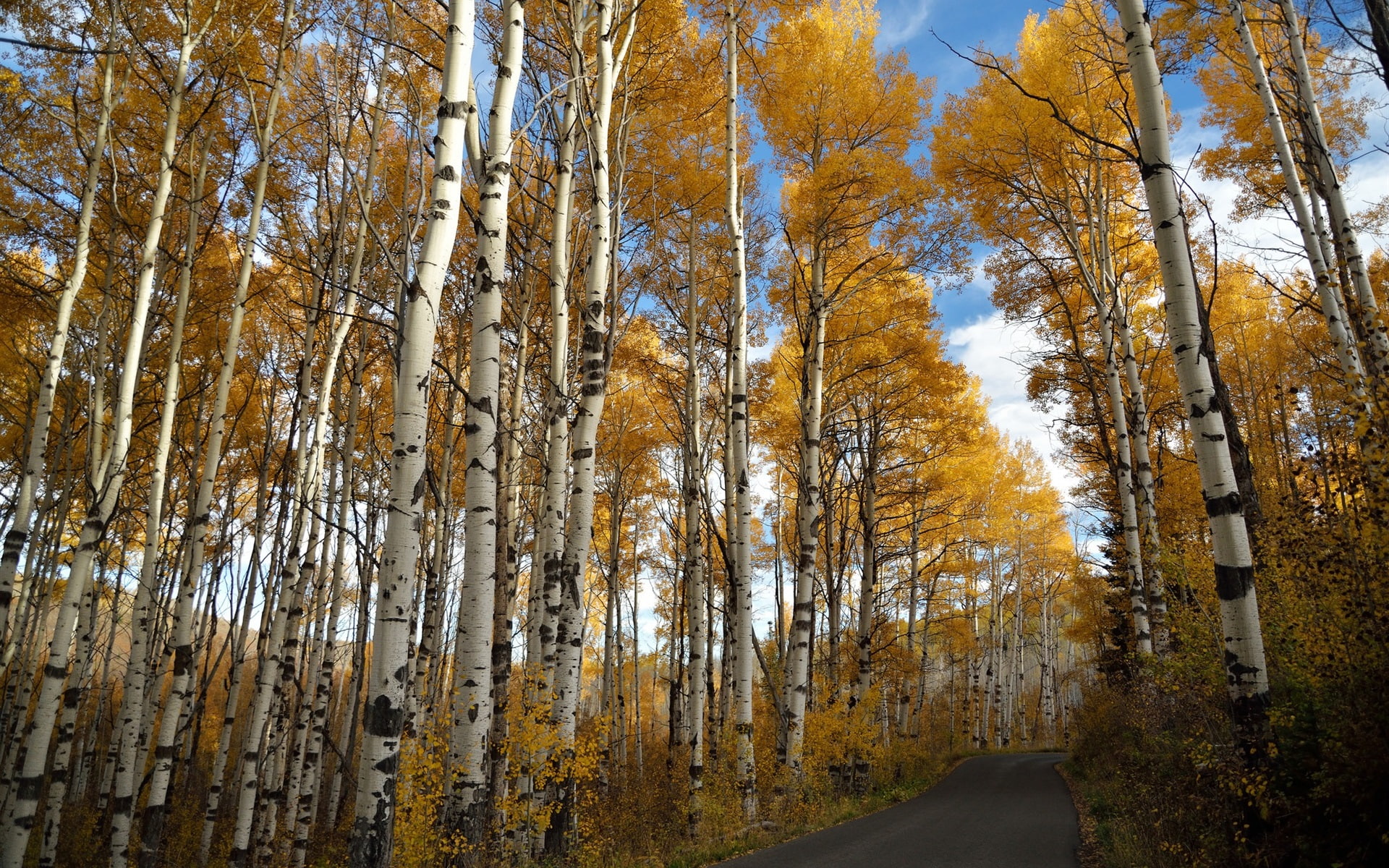 Birch, Autumn, trees, 1080P, Road, yellow, HD Wallpaper