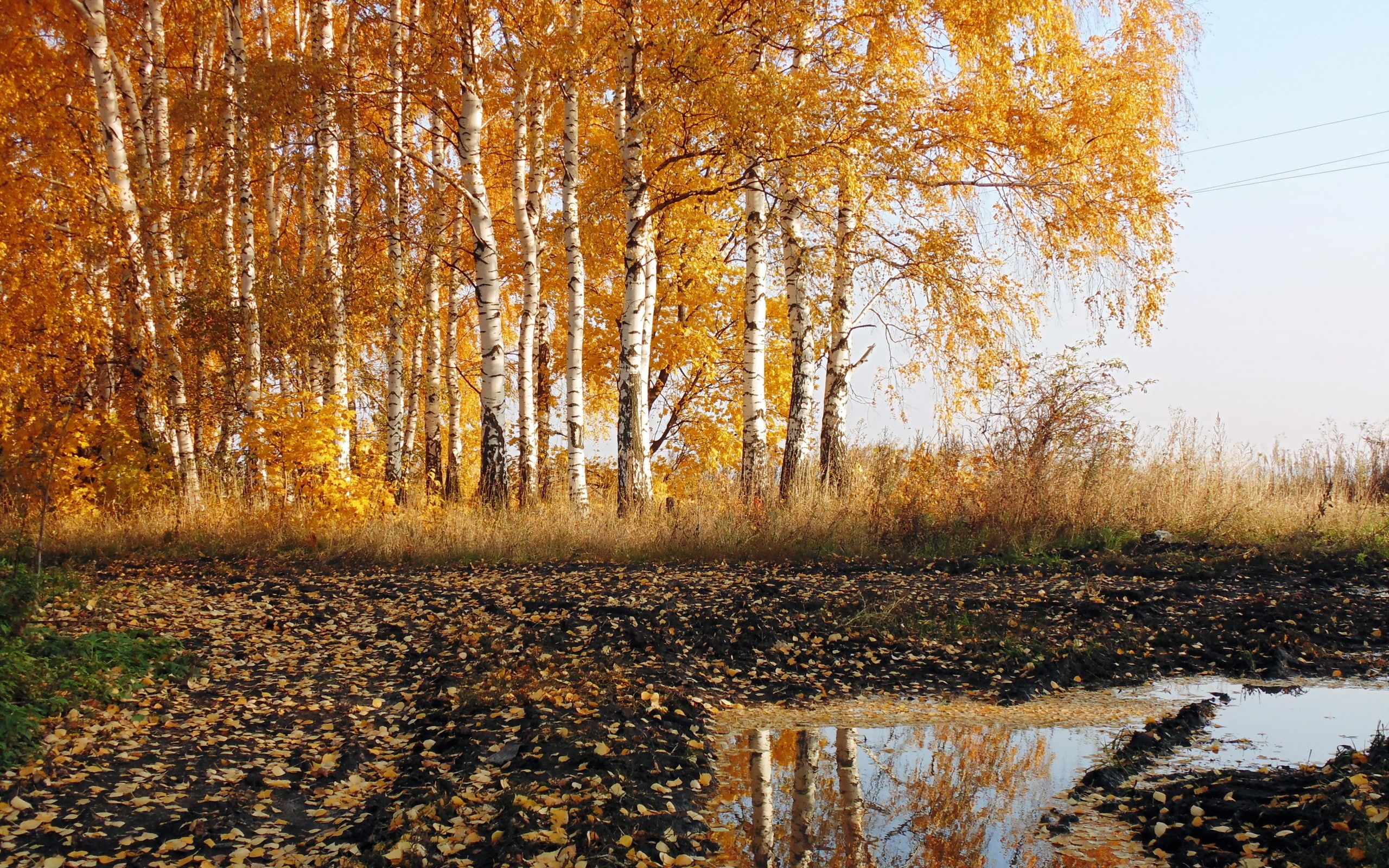 Road, Nature, Birch, 2K, water, near, Scenery, trees, bodies, maple, Autumn, HD Wallpaper
