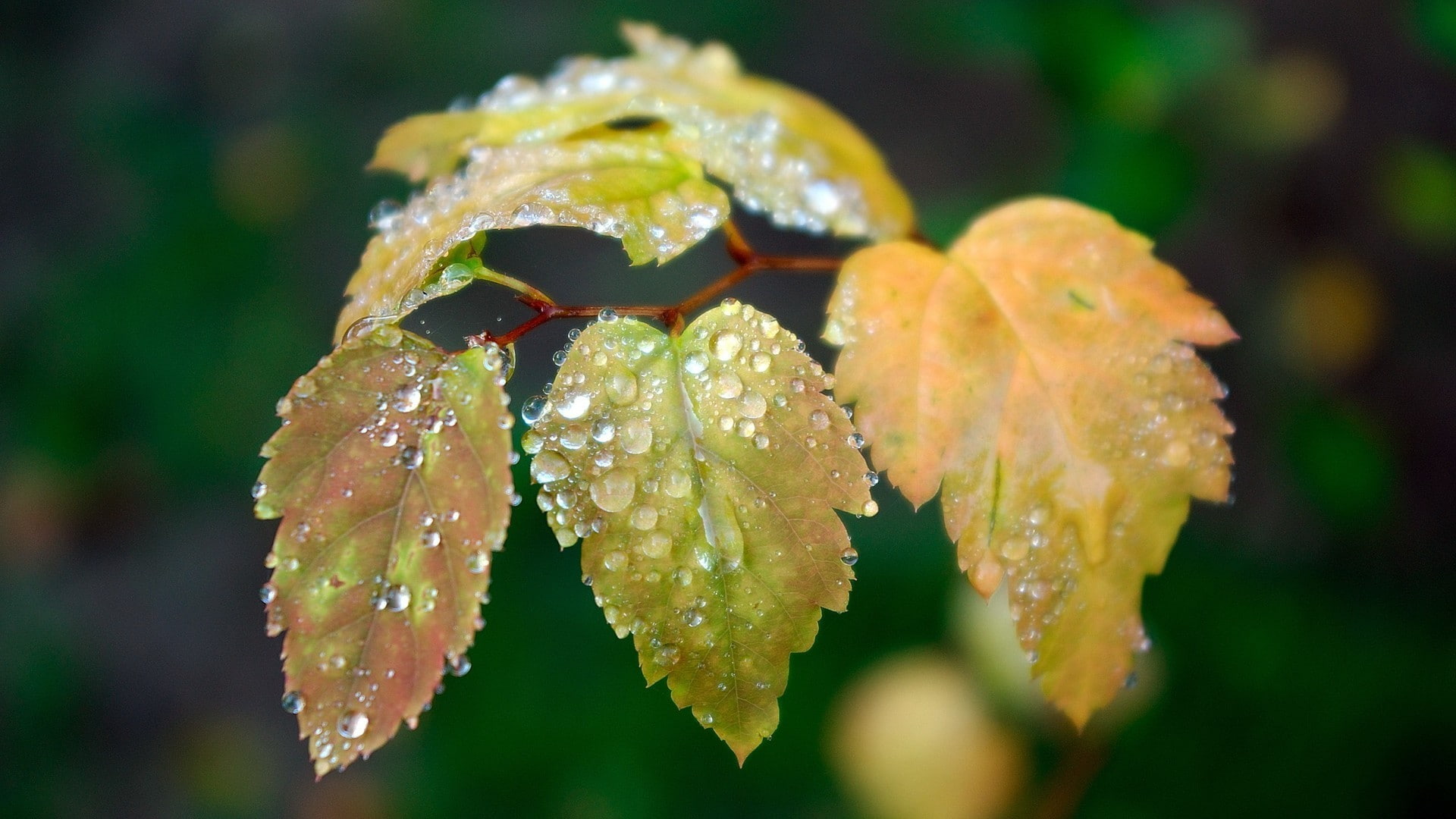 dew, selective focus, nature, water, wet, foliage, plant, focus on foreground, macro, growth, no people, drop, 1080P, rain, close-up, green color, rainy season, HD Wallpaper