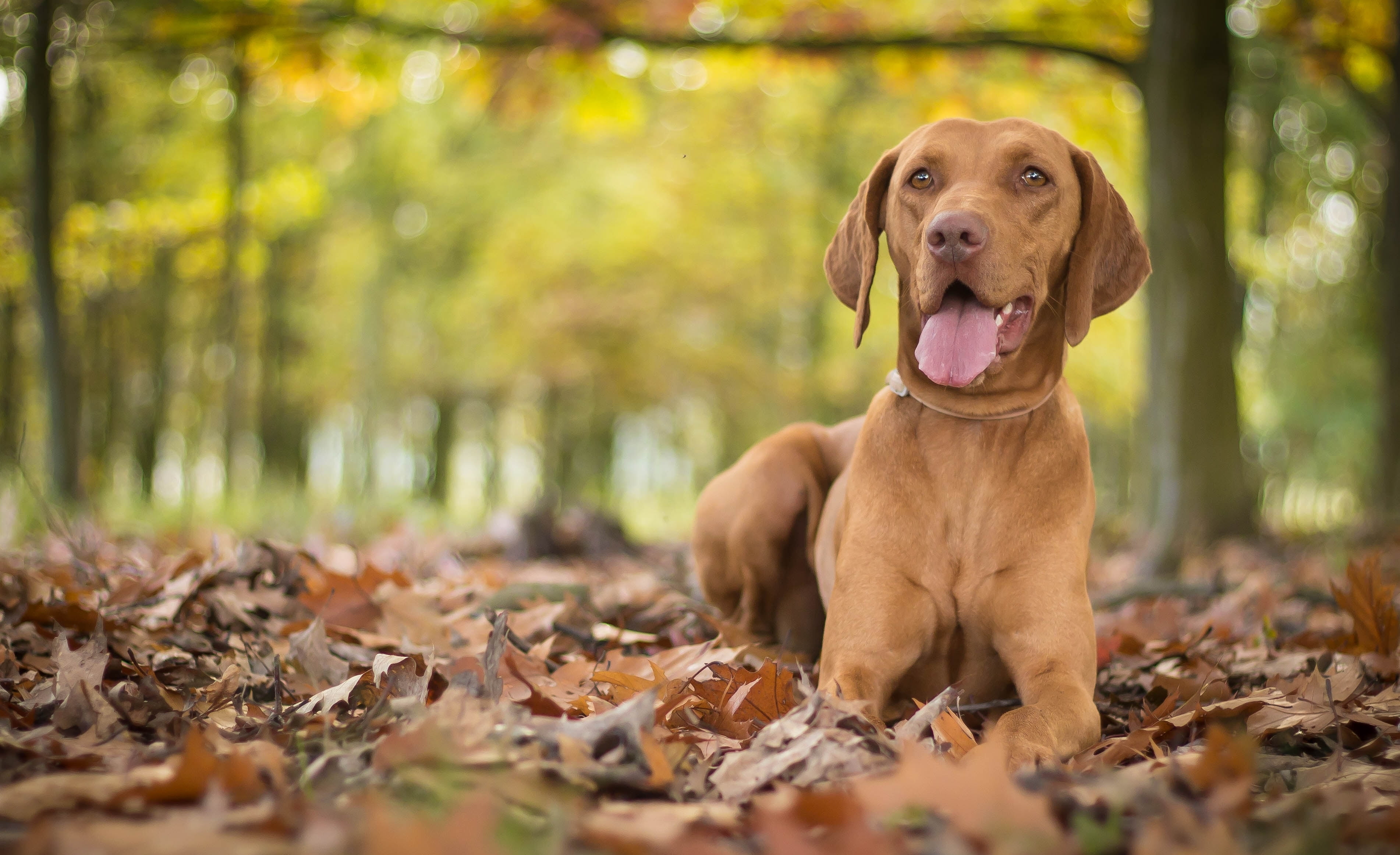 red, canine, foliage, dog, vertebrate, animal, friendship, adult, green Color, selective focus, cute, tree, beauty In Nature, plant part, day, domestic, HD Wallpaper