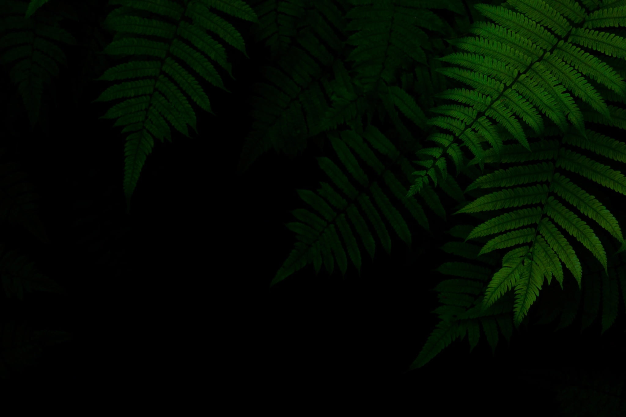 green, foliage, 1080P, black background, the dark background, HD Wallpaper