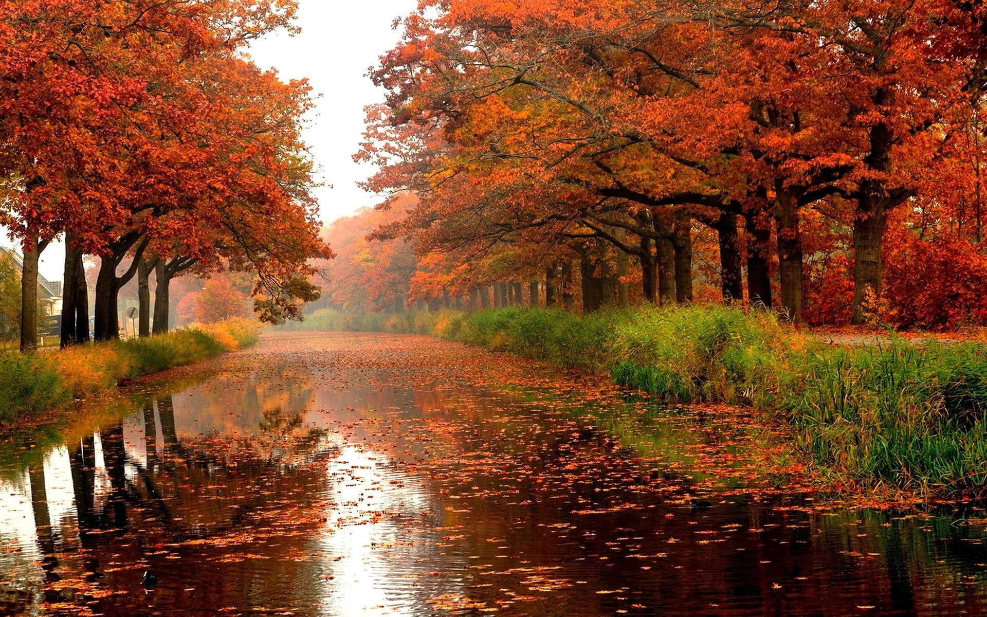lake, tree, plant, autumn collection, day, scenics - nature, River, outdoors, growth, nature, treelined, idyllic, change, orange color, no people, tranquil scene, HD Wallpaper