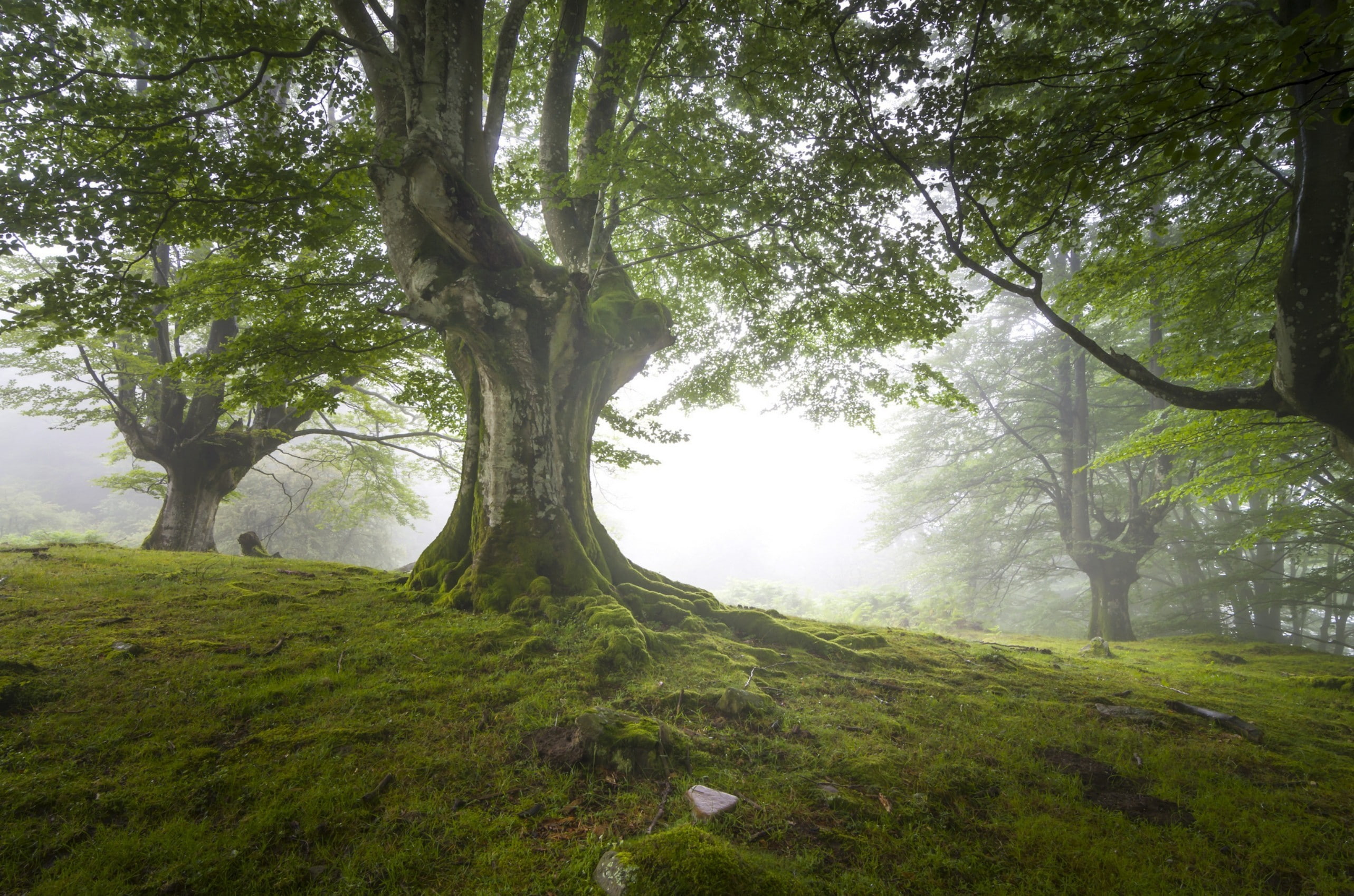 foliage, 2K, trees, nature, landscape, moss, mist, HD Wallpaper