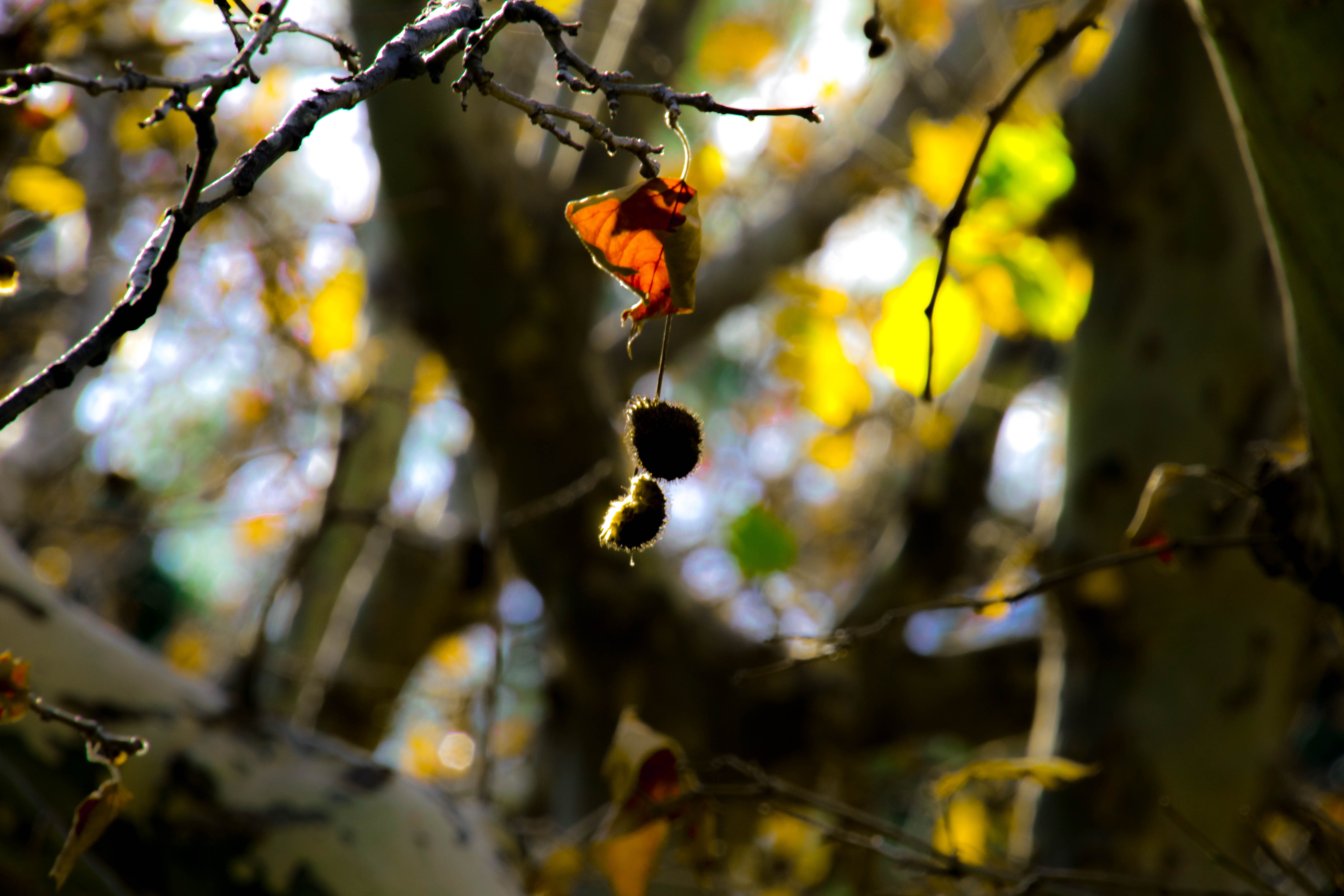 ripe, 5K, change, leaf, seeds, macro, foliage, focus on foreground, forest, leaves, nature, fruit, plant, hanging, day, autumn, tree, no people, beauty in nature, HD Wallpaper