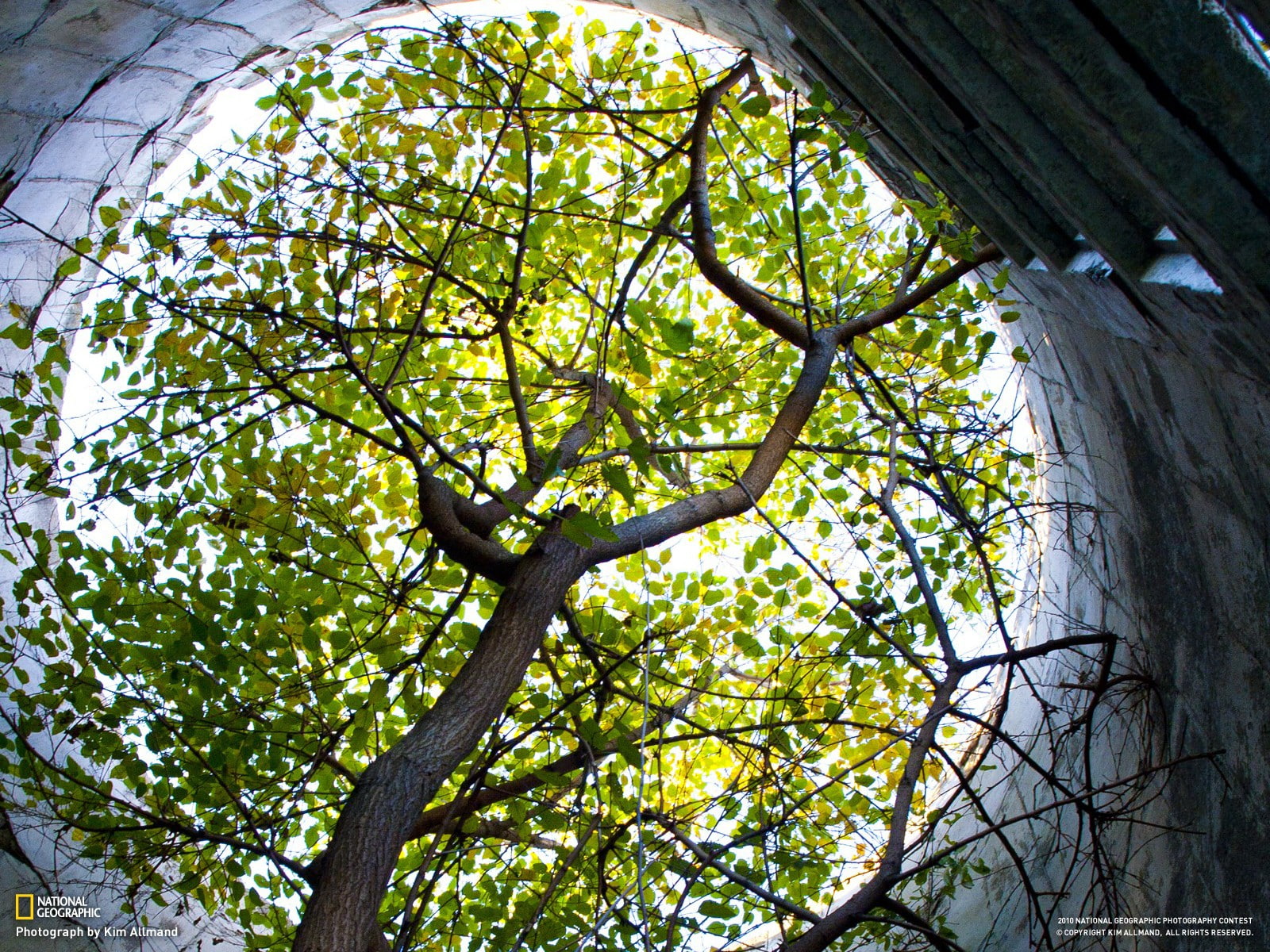 no people, sunlight, 720P, architecture, built structure, foliage, sky, plant, beauty in nature, growth, National Geographic, trees, close-up, tranquility, HD Wallpaper