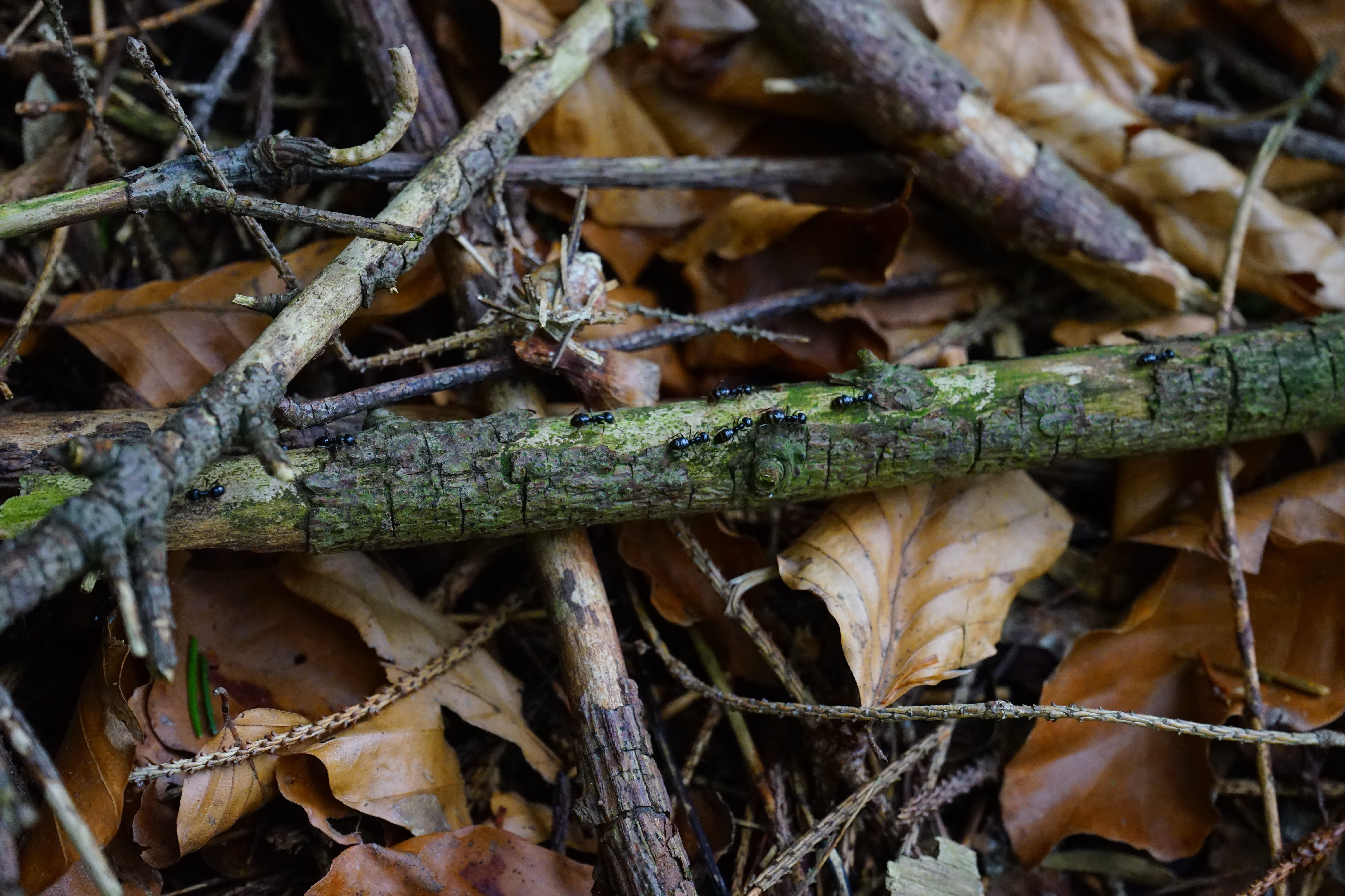 dead wood, green color, black, twig, close-up, land, lasius fuliginosus, selective focus, lasius, rusty, day, forest floor, ant street, leaf, ants, tree, HD Wallpaper
