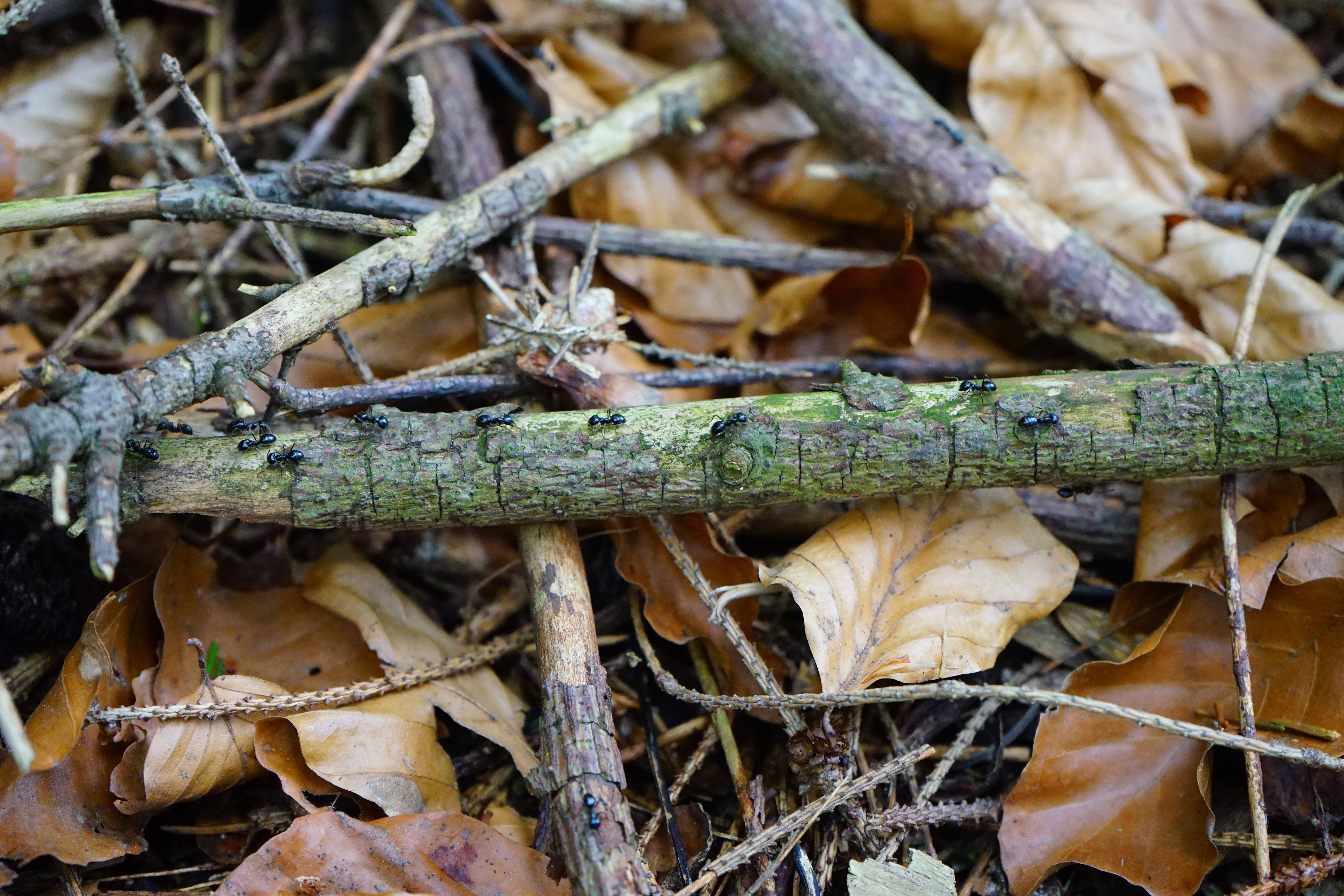 dry, close-up, land, one animal, Ant Street, nature, 5K, day, lasius fuliginosus, tiny, green color, ants, garden ant, twig, tree, animal wildlife, stick - plant part, HD Wallpaper
