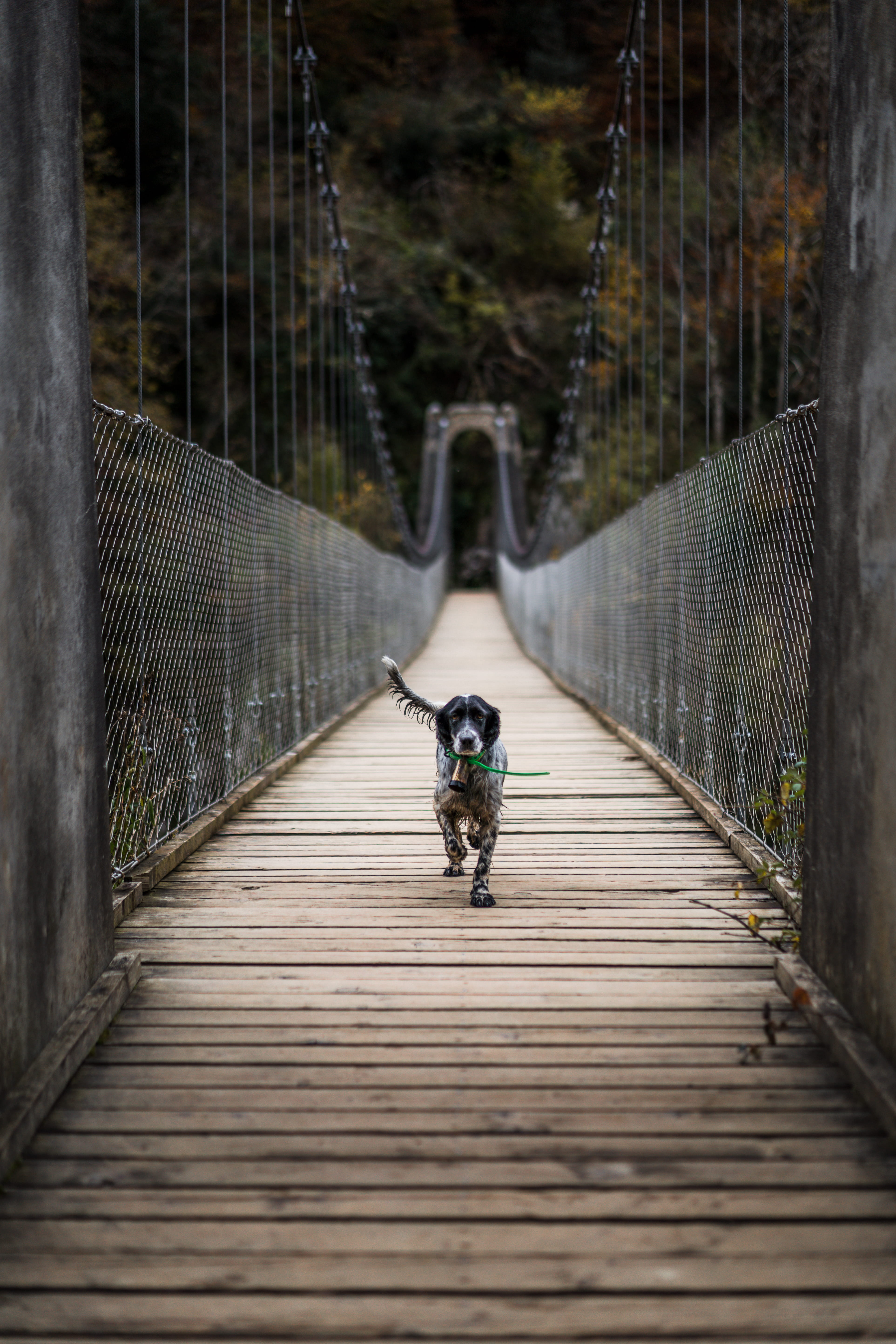 connection, the way forward, english, footbridge, walking, day, wooden, built structure, railing, one person, adult, transportation, full length, narrow, Phone HD Wallpaper