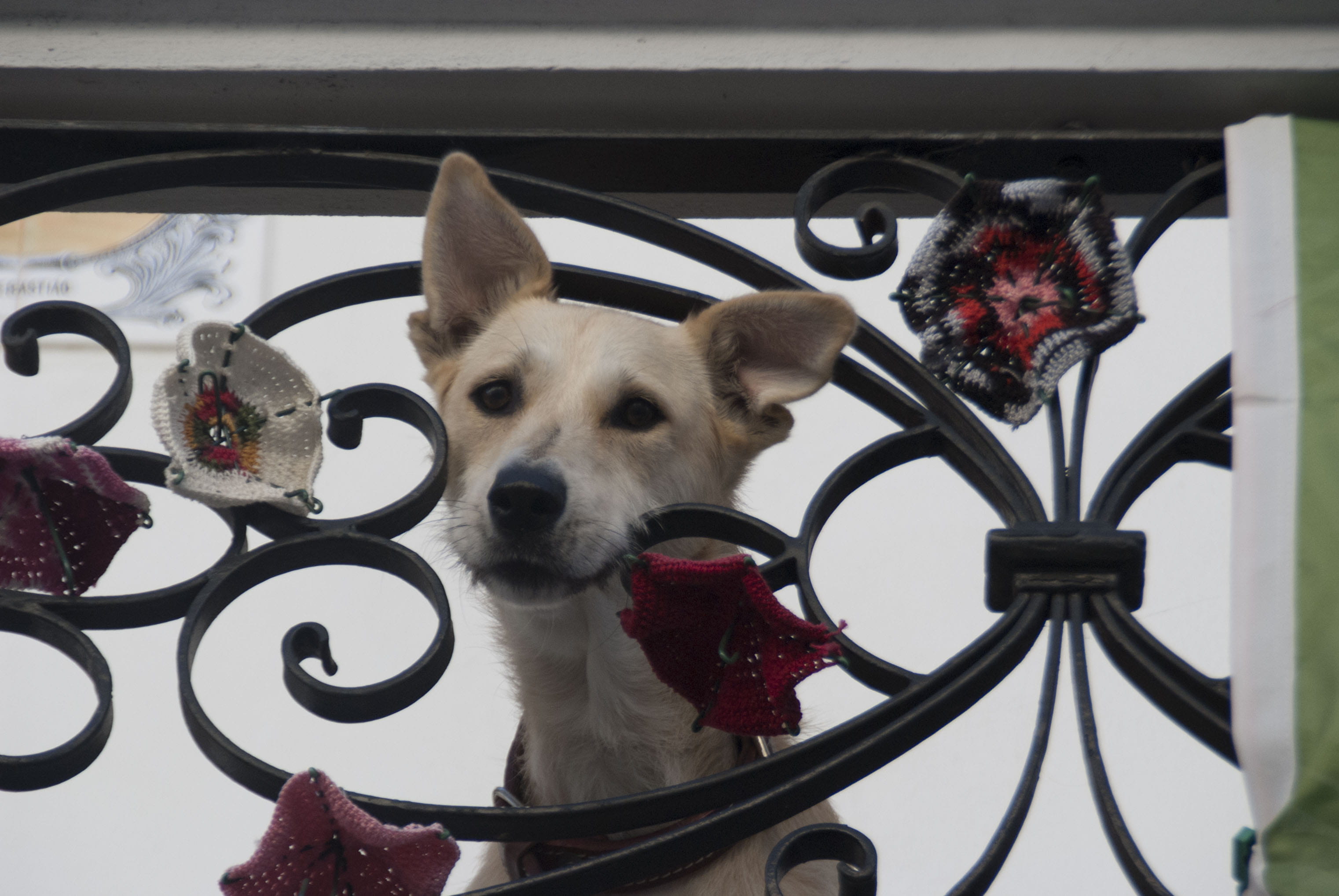metal, day, mammal, vertebrate, flowering plant, white, agueda, looking at camera, flower, portugal, umbrella, plant, dog, pets, 2K, canine, no people, HD Wallpaper